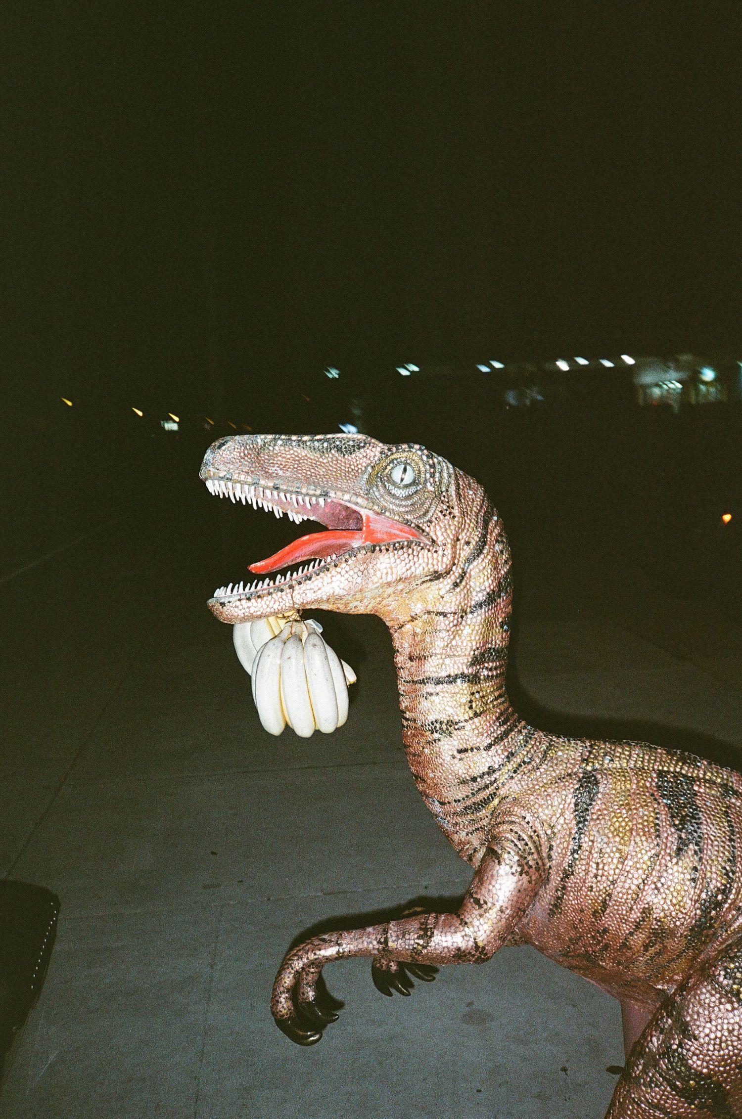 A realistic dinosaur statue with open jaws holding bananas outdoors at night.
