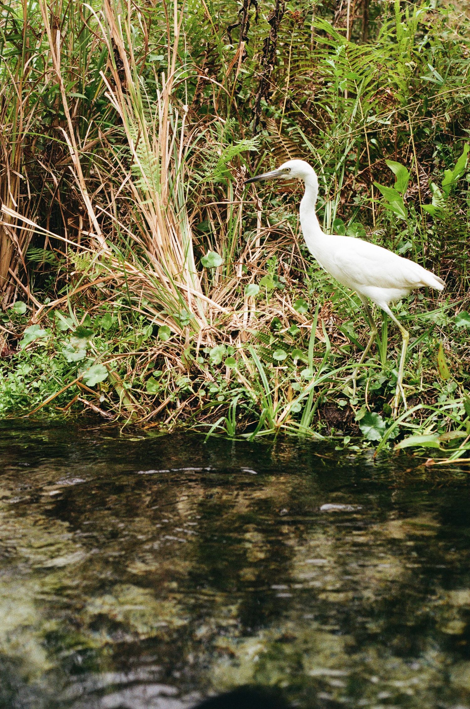 A white egret stands at the edge of a clear stream surrounded by lush green vegetation.