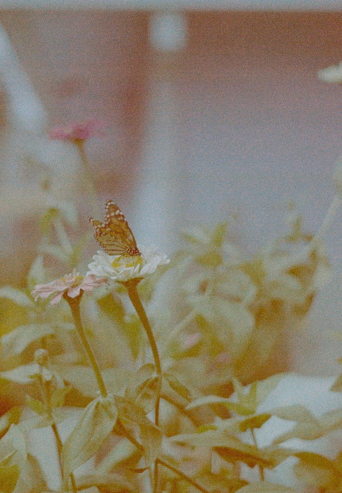 Butterfly resting on pale pink daisy flower in soft warm-toned film photography.