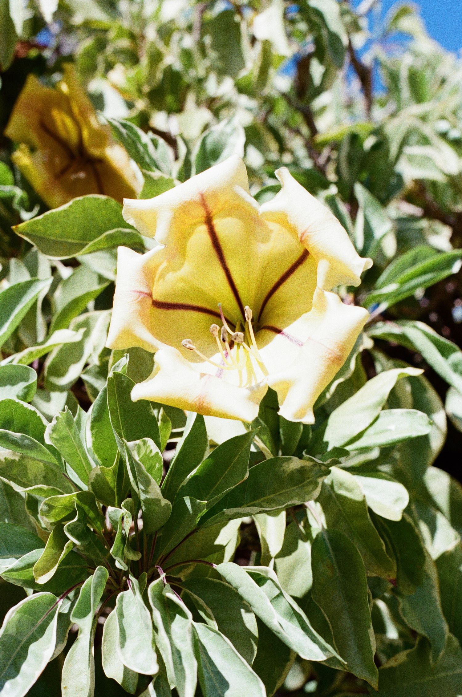 A yellow trumpet-shaped flower blooms among green and white variegated leaves in bright sunlight.