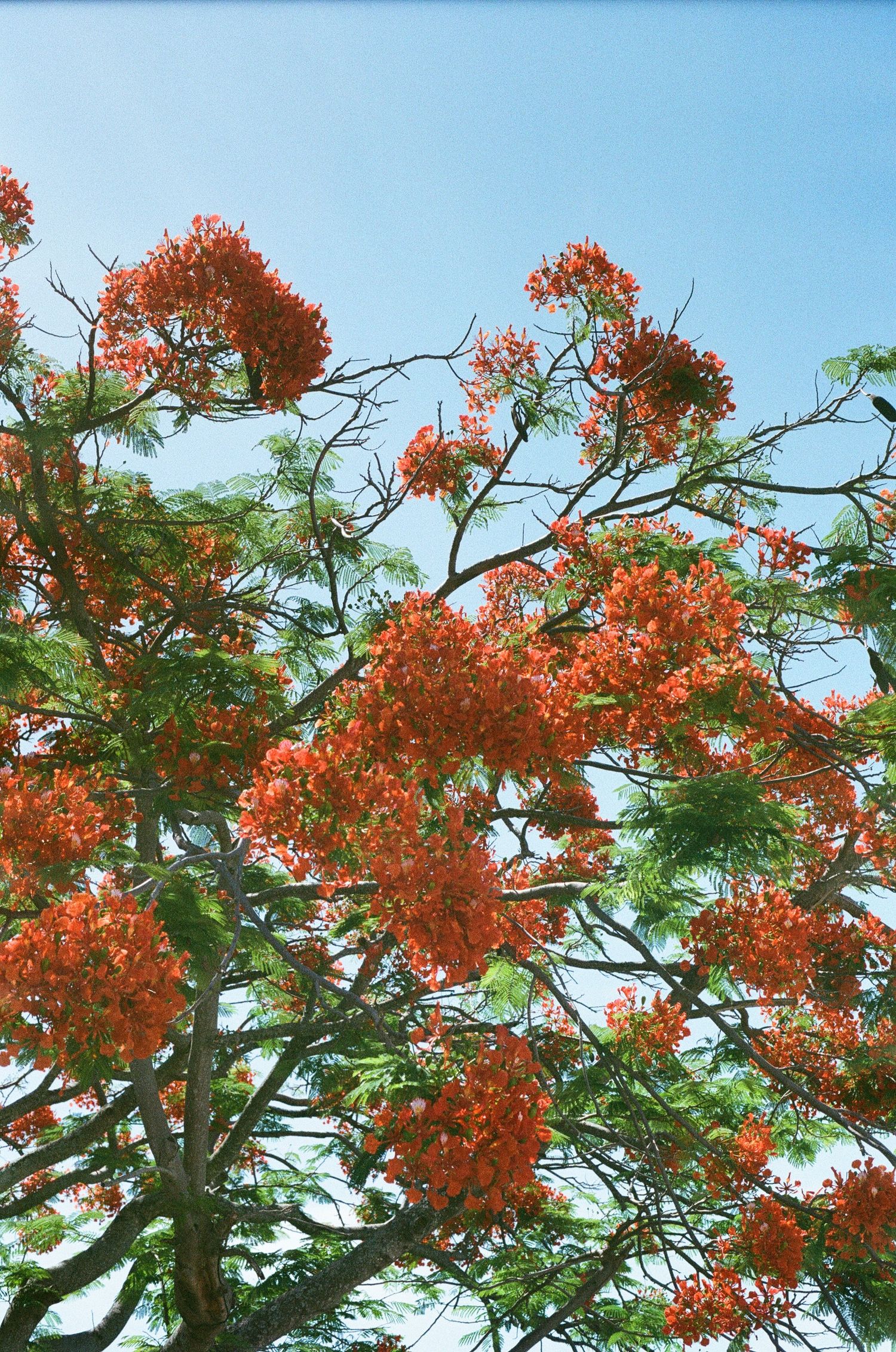 Vibrant red Royal Poinciana tree in full bloom against a clear blue sky.