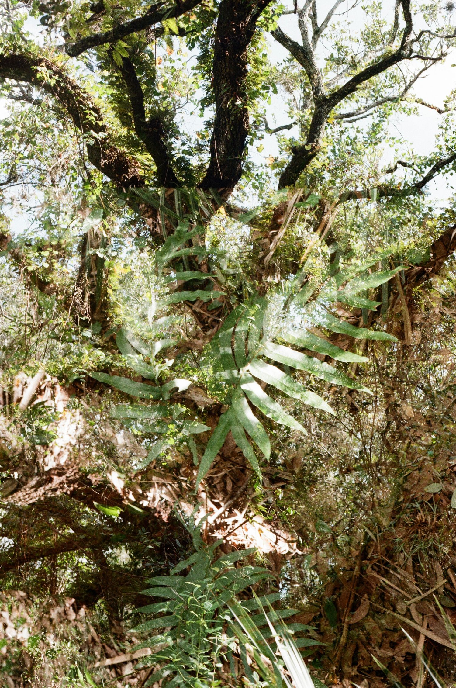 A double exposure photograph blending large tropical fern leaves with a sunlit forest of mossy oak trees.