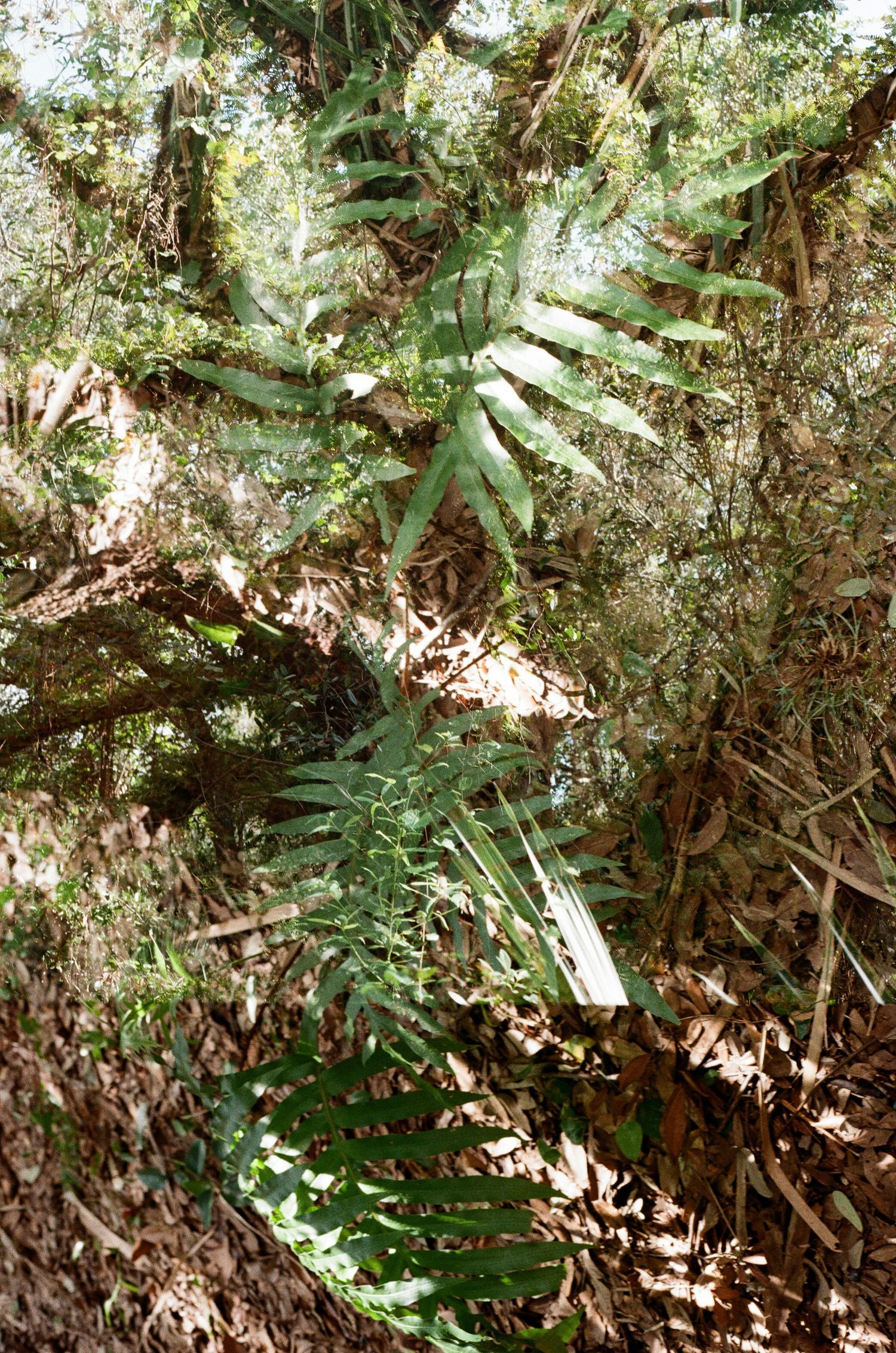 Close-up of tropical fern fronds growing among tangled tree roots and forest undergrowth in dappled sunlight.