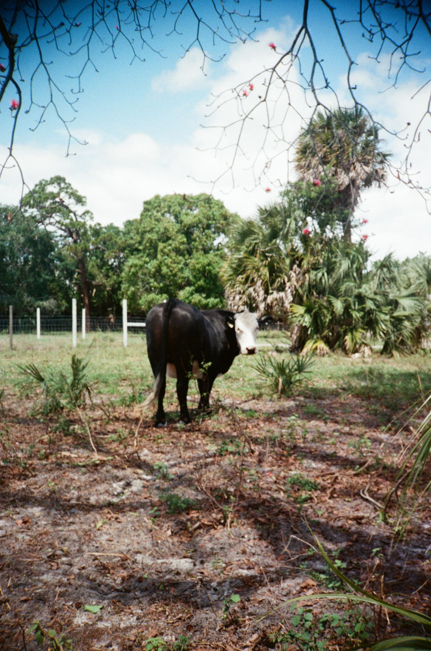 A black and white bull stands alone in a sandy pasture surrounded by palm trees and lush greenery under a partly cloudy sky.