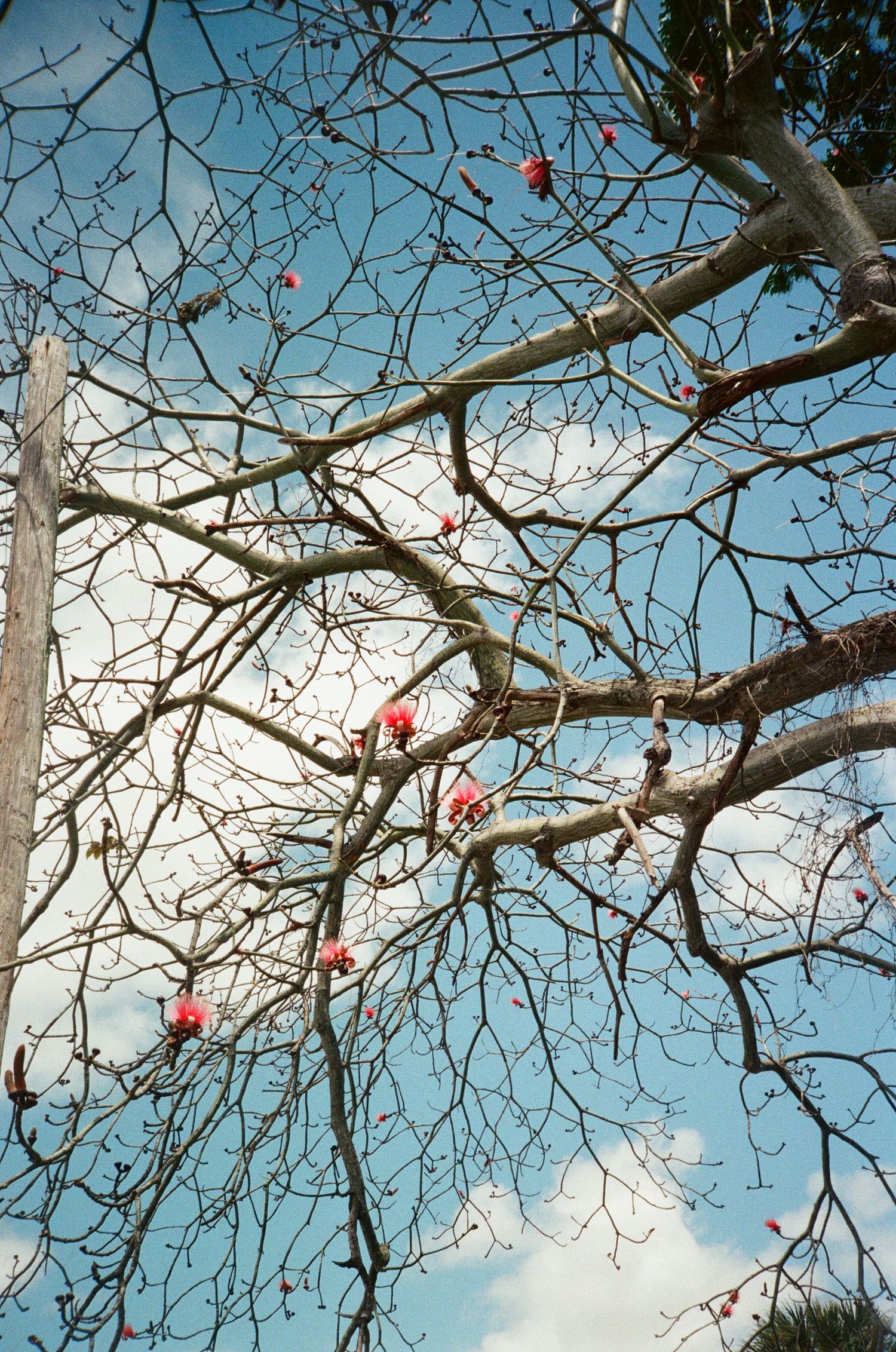 Bare tree branches with red tropical flowers bloom against a bright blue sky with white clouds.