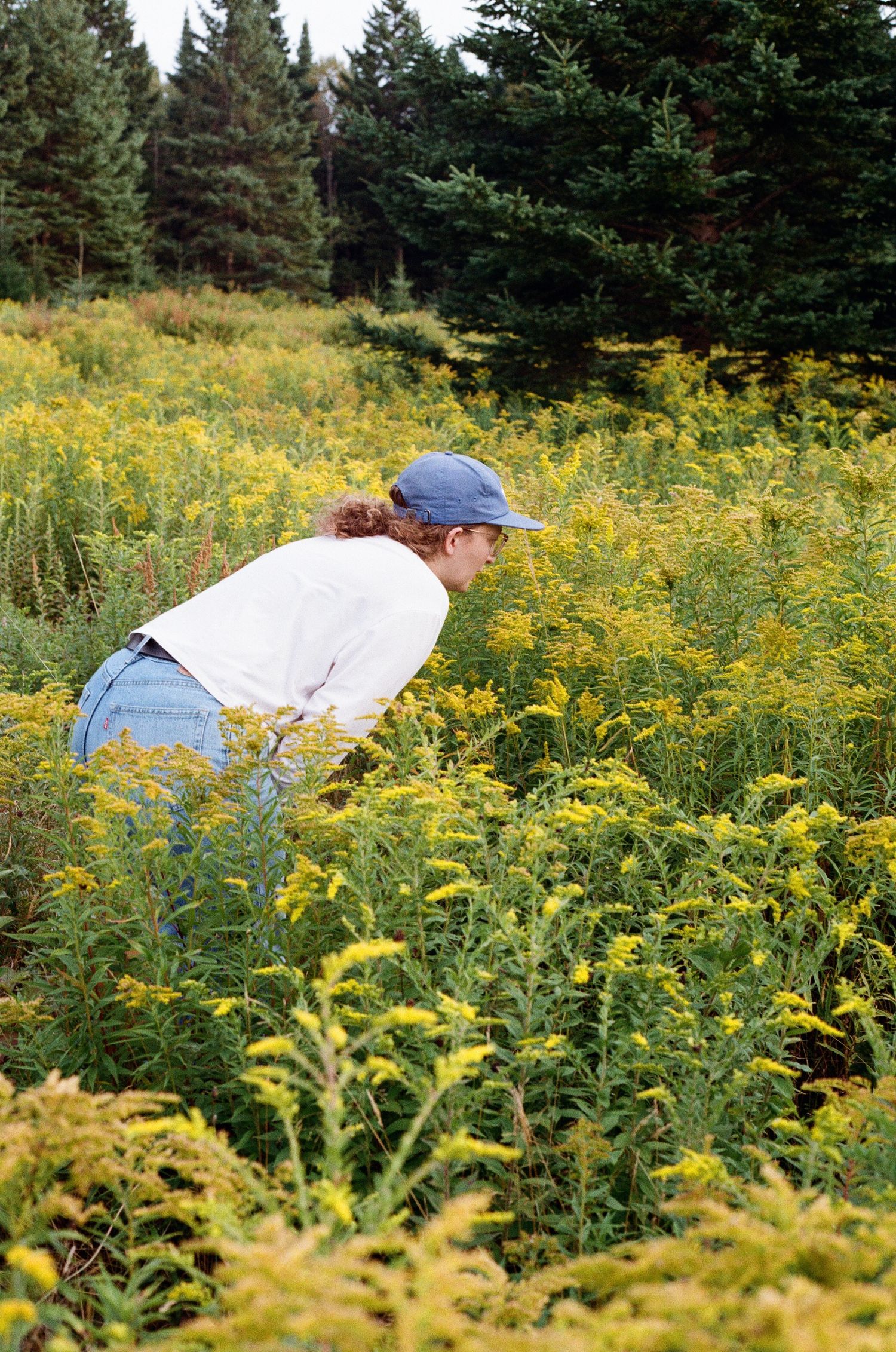 Woman in blue cap and white shirt bending over vibrant yellow goldenrod wildflowers in a meadow near pine trees.