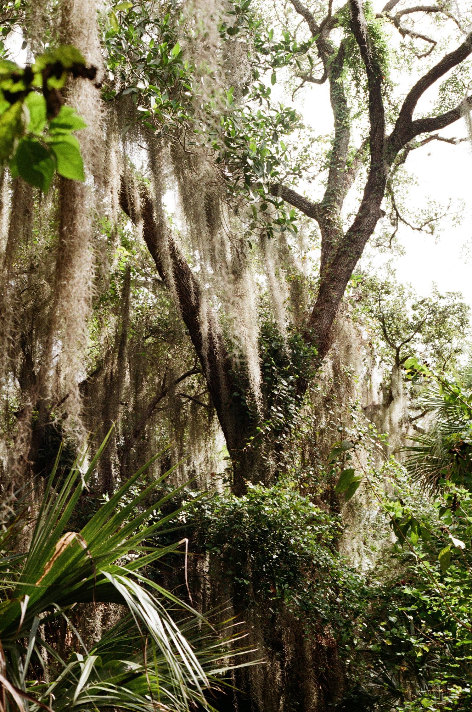Lush green trees draped with flowing Spanish moss create a serene, atmospheric Southern landscape scene.