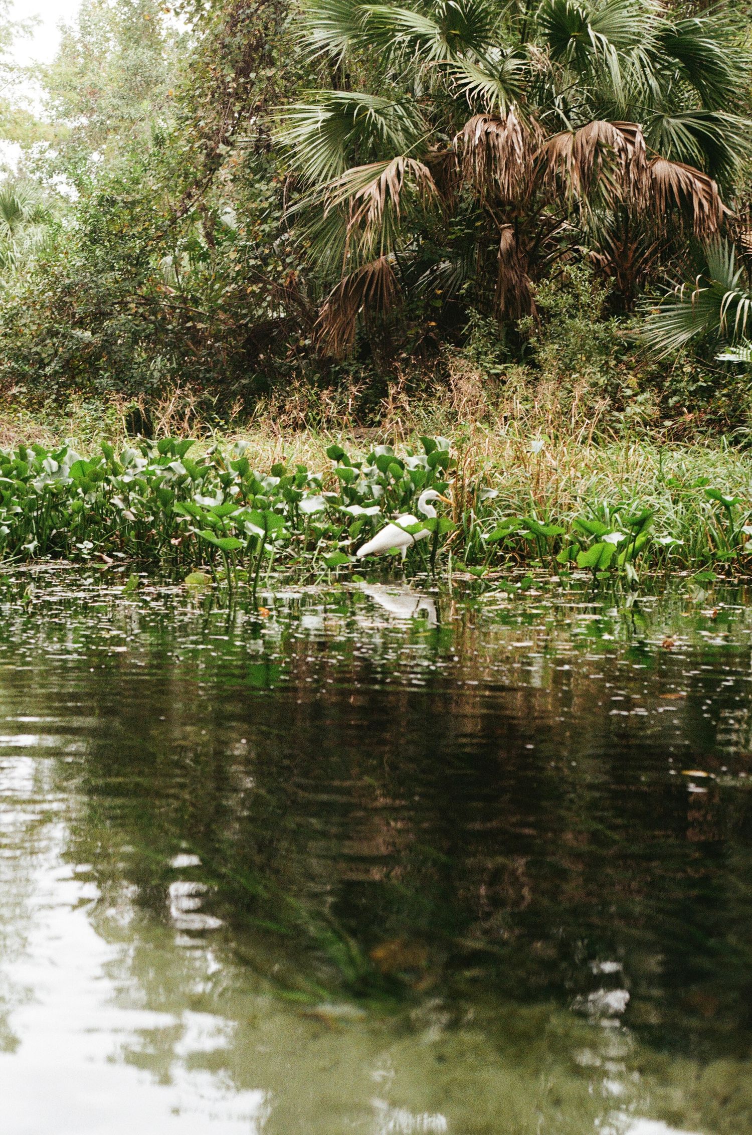 White egret wading among lily pads on a calm reflective pond surrounded by palm trees and lush vegetation.