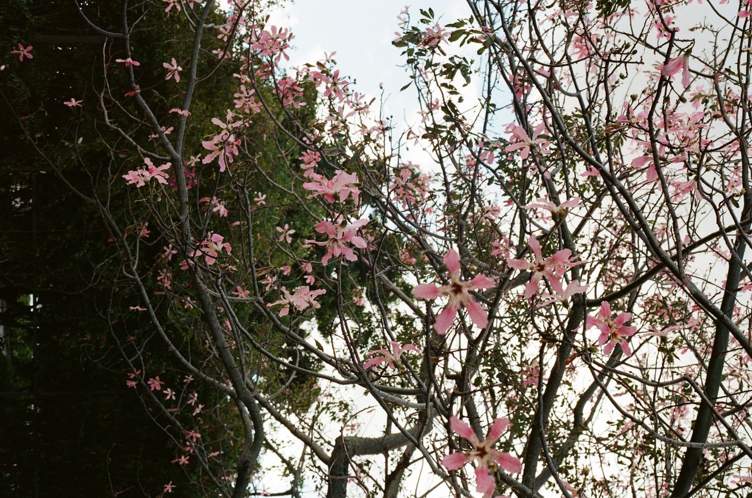 Pink flowering tree branches blooming against a bright sky in spring.