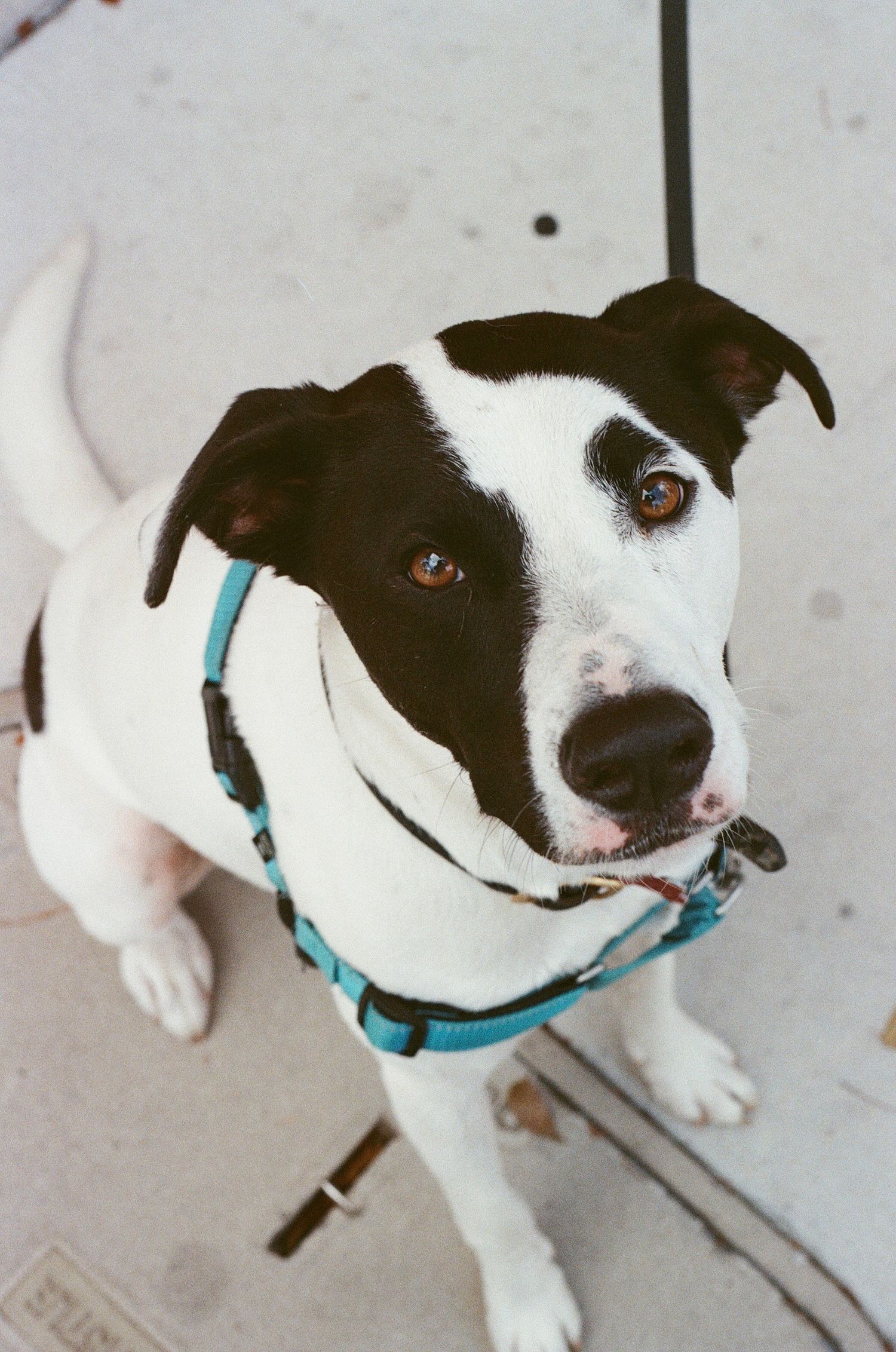 A black and white pit bull mix wearing a teal harness looks up with bright brown eyes.
