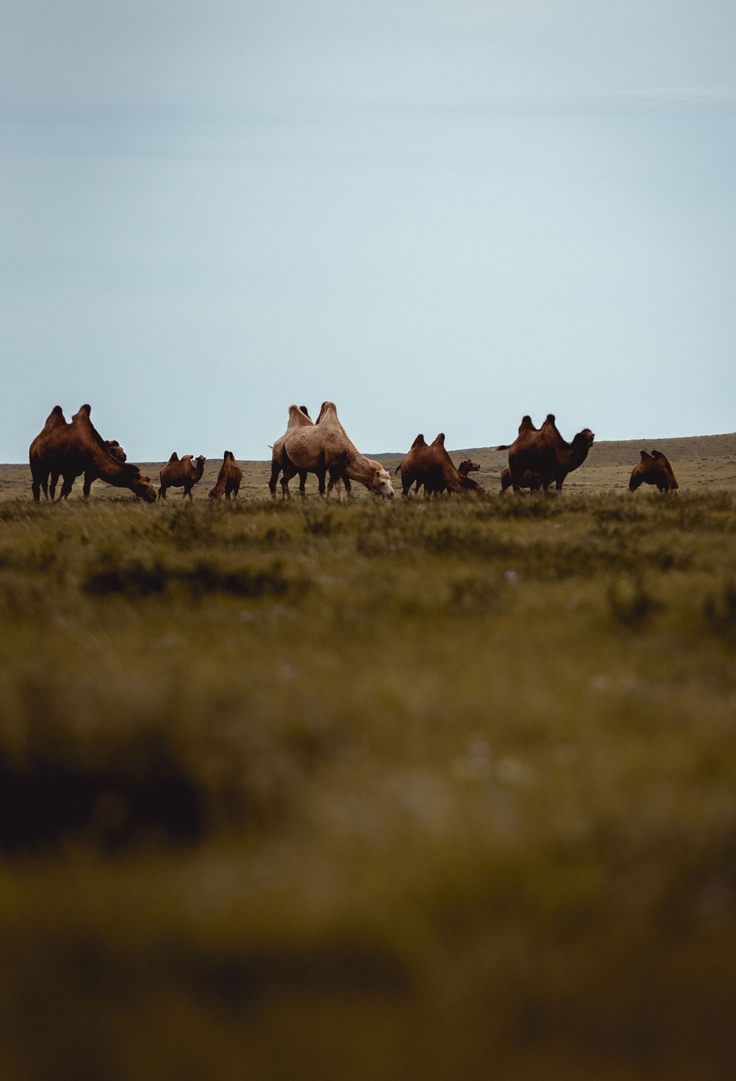 Camels, Mongolia:- 2024
Travel photography
© 2024 Jenna Hennessy / The Tone Curve