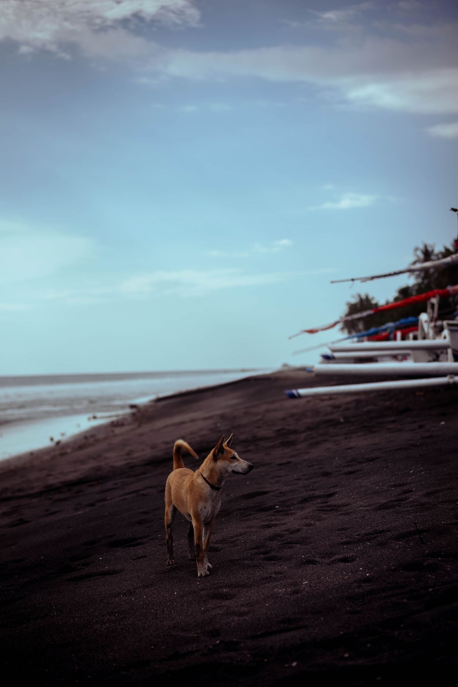 dog by the beach, Lombok, Indonesia. The Tone Curve copyright