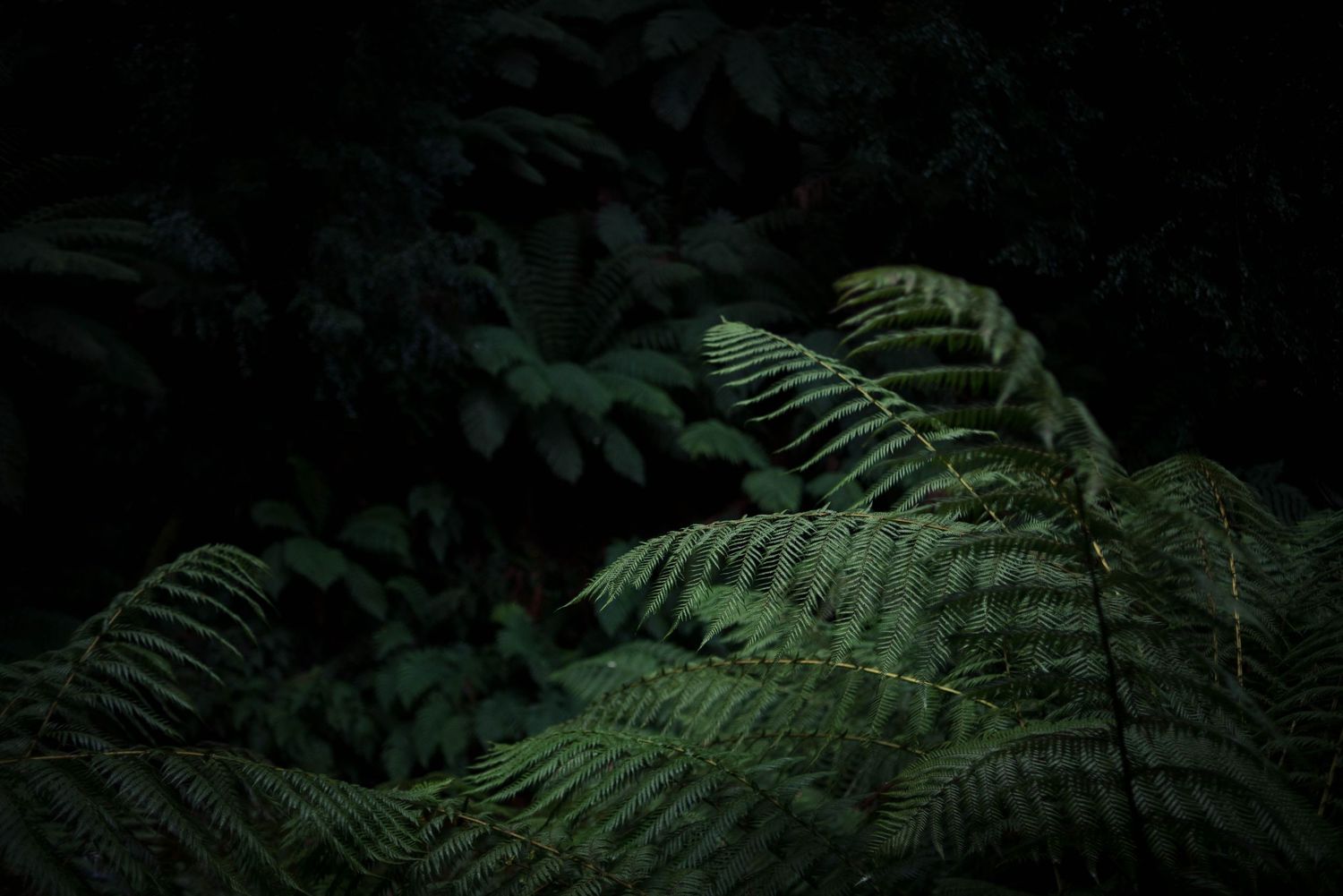 Ferns, The Pieman, Tasmania:- 2022
Travel photography, Australia
© 2022 Jenna Hennessy / The Tone Curve