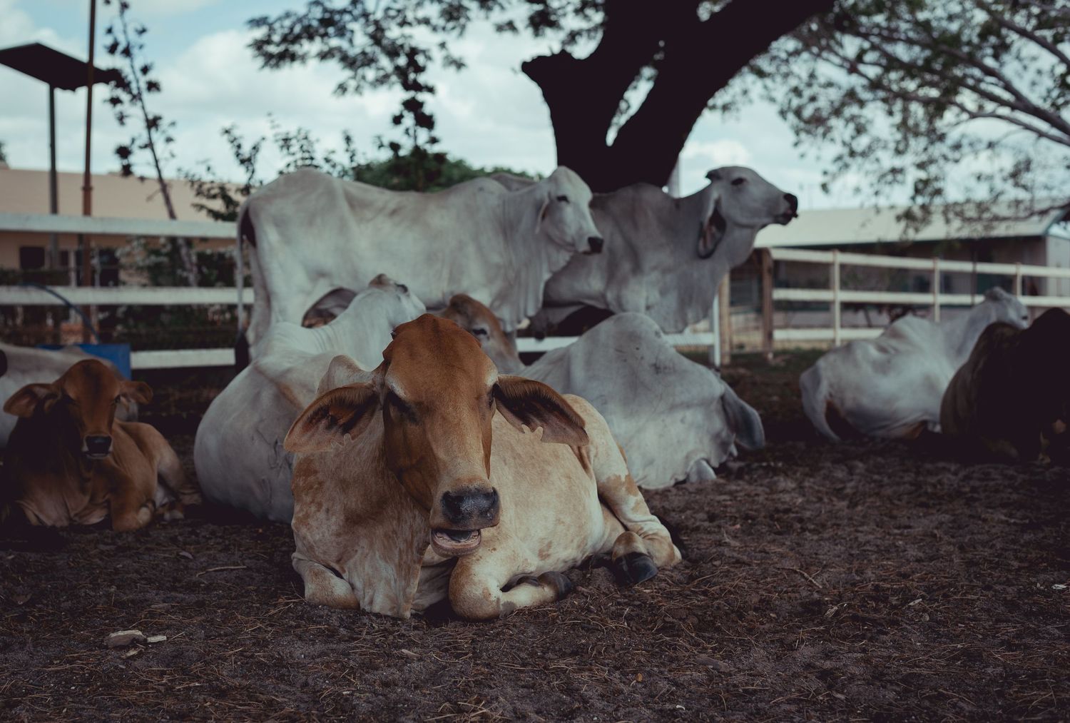 Livestock, Cape York, Queensland © 2023 Jenna Hennessy / The Tone Curve