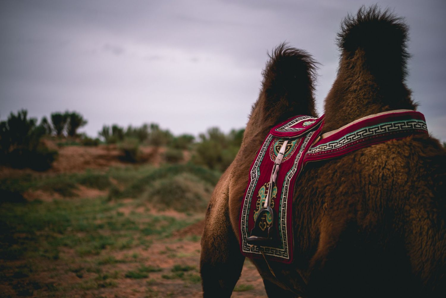 Camel, Mongolia © 2024 Jenna Hennessy / The Tone Curve
