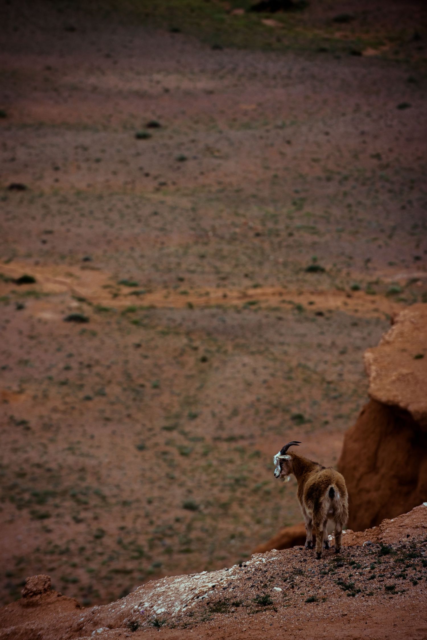 Bayanzag, Mongolia:- 2024
Travel photography
© 2024 Jenna Hennessy / The Tone Curve