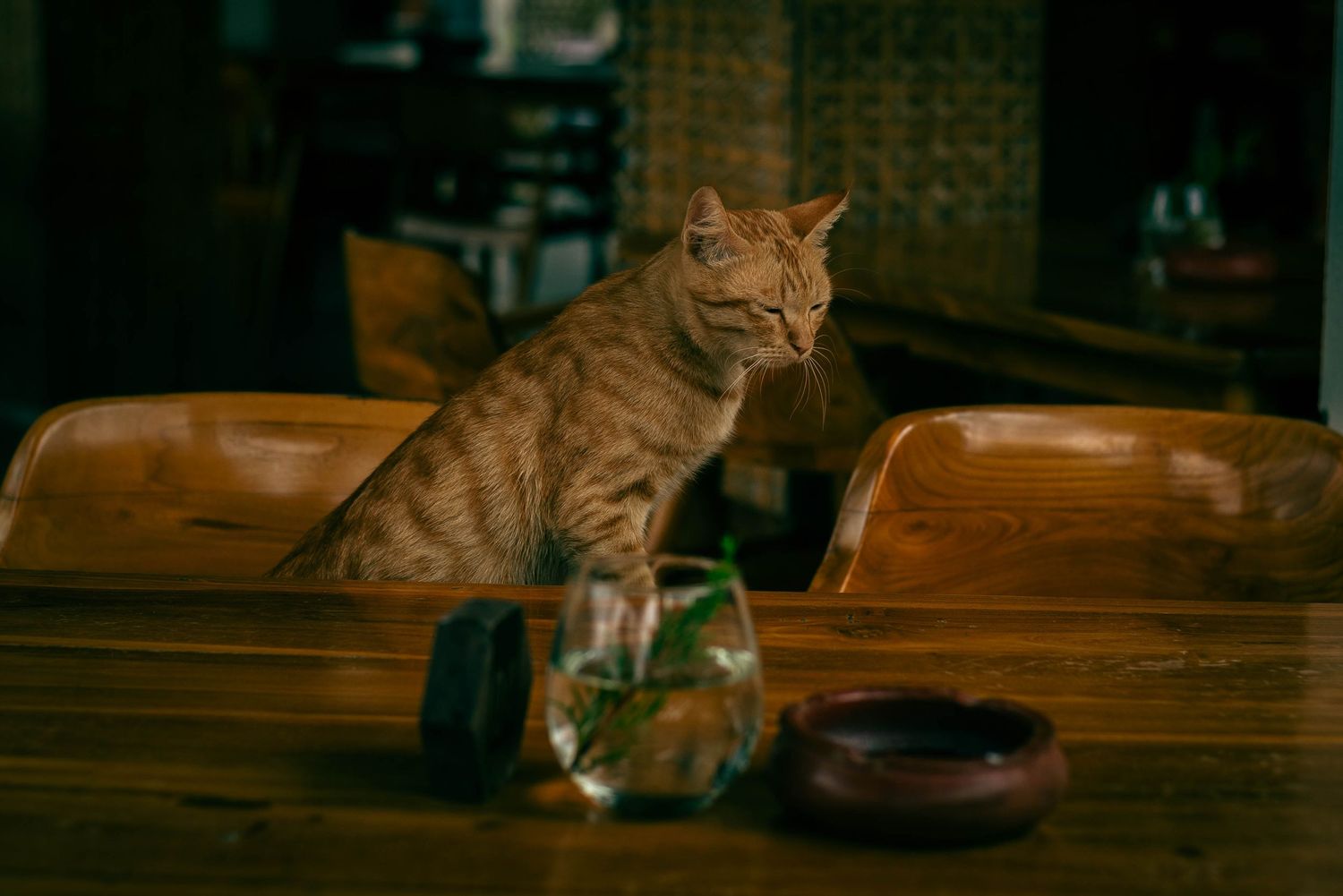 Cat Lombok, Indonesia. The Tone Curve copyright