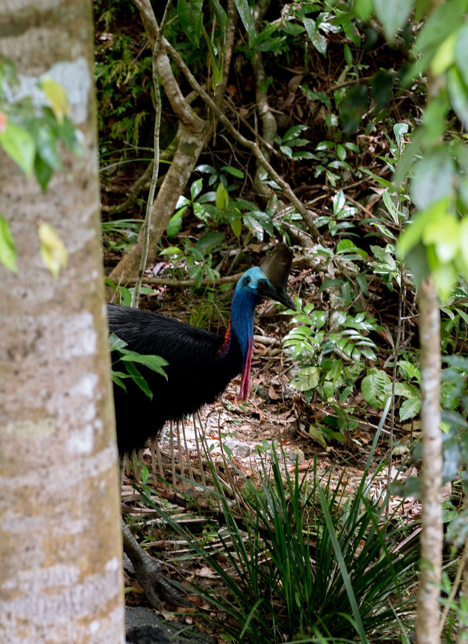 Cassowary, Daintree, Cape Tribulation © 2023 Jenna Hennessy / The Tone Curve