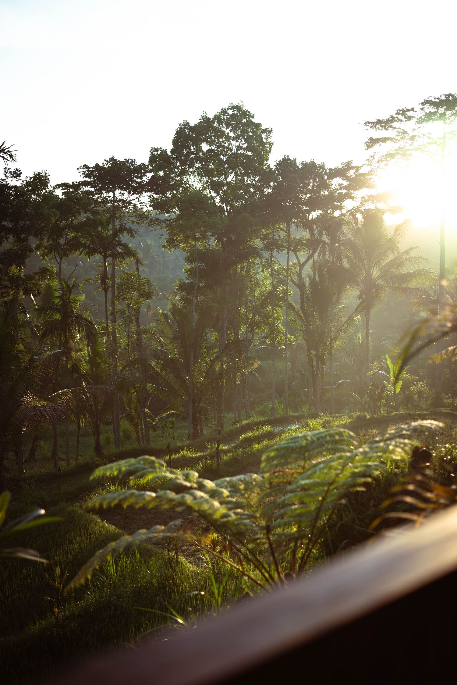 Lombok, Indonesia. The Tone Curve copyright