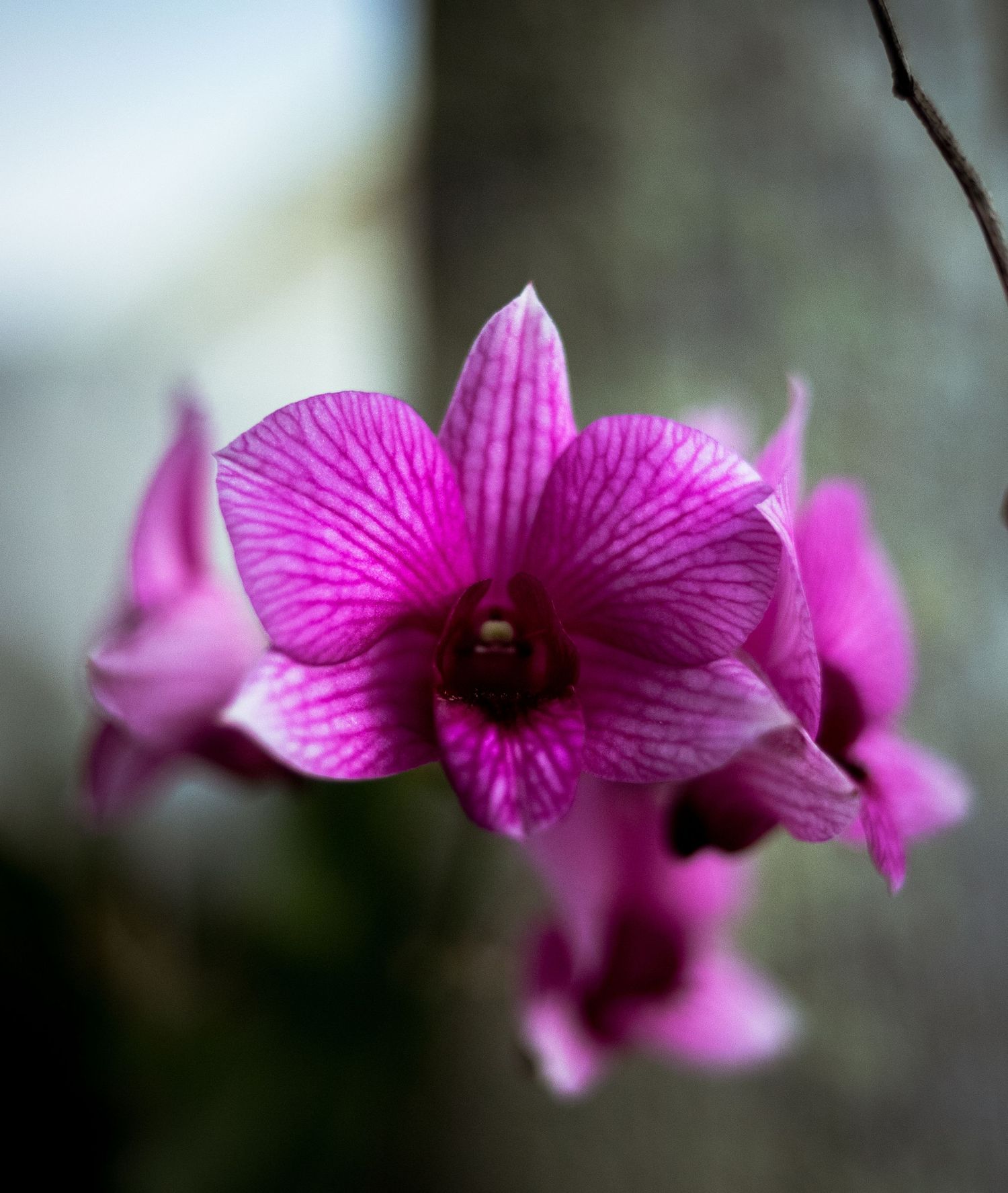 Cooktown Orchid, Cooktown Far North Queensland © 2025 Jenna Hennessy / The Tone Curve