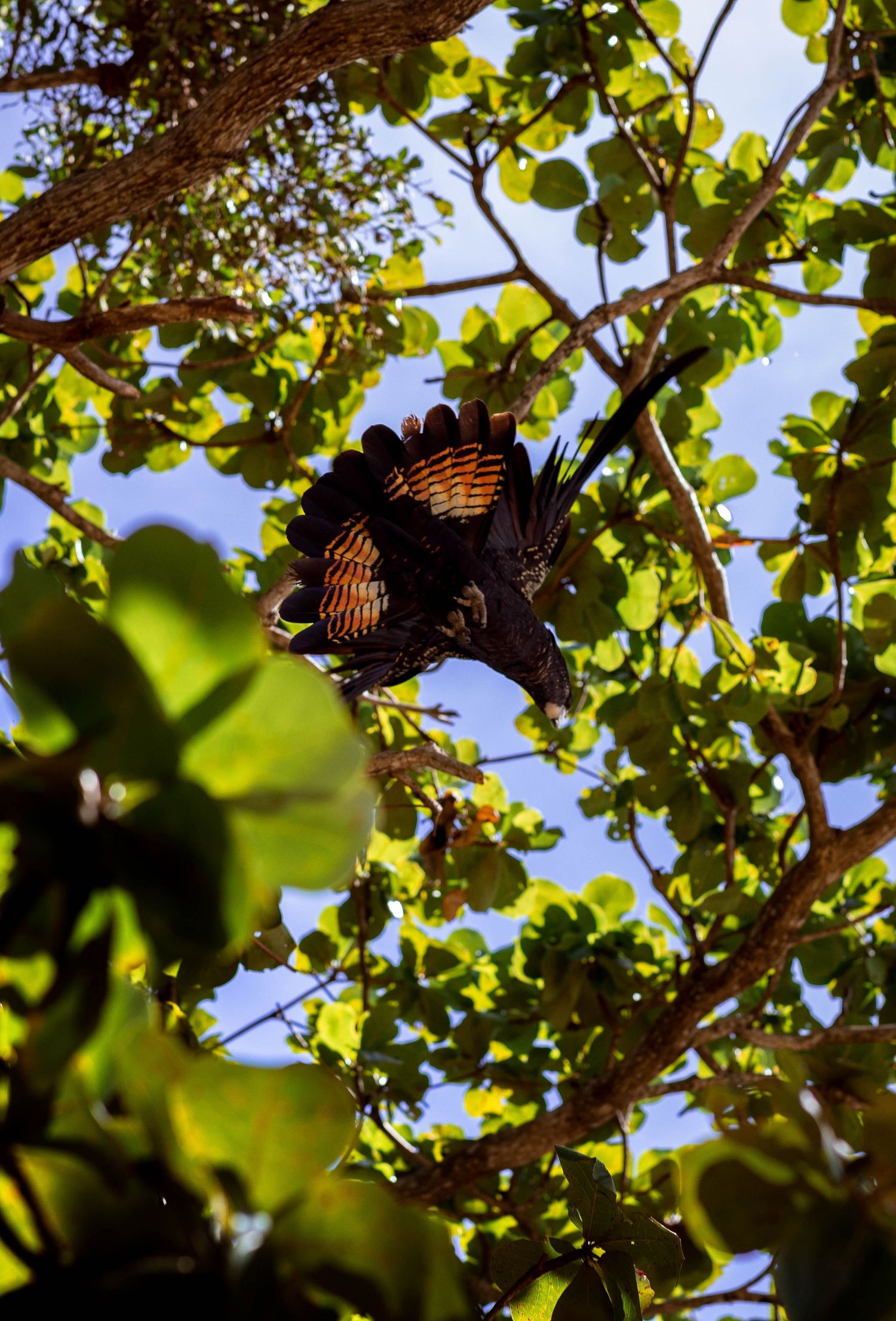 Black Cockatoo, Holloways Beach, Cairns © 2023 Jenna Hennessy / The Tone Curve