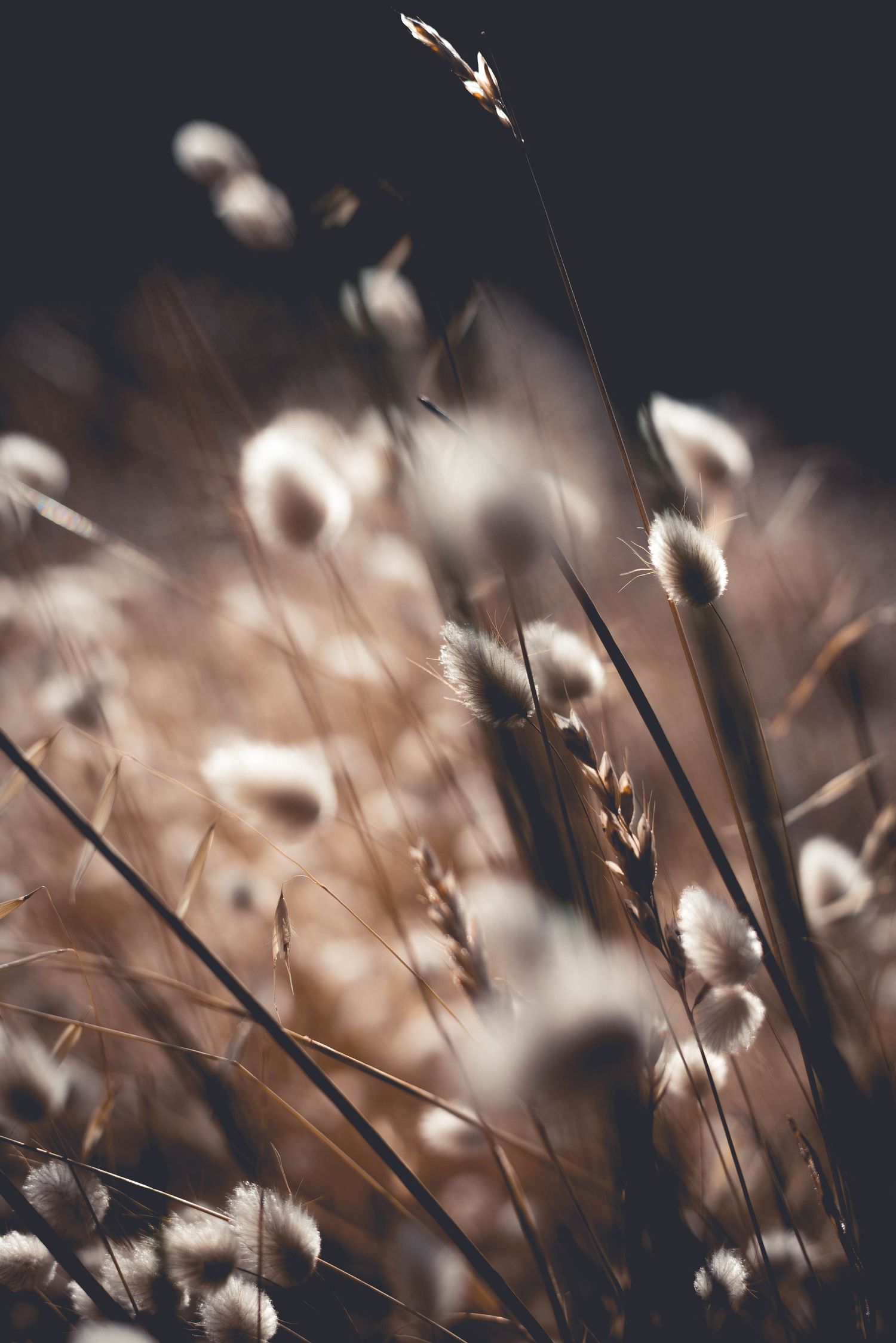 Golden Grass, Coorong National Park, South Australia:- 2022
© 2022 Jenna Hennessy / The Tone Curve