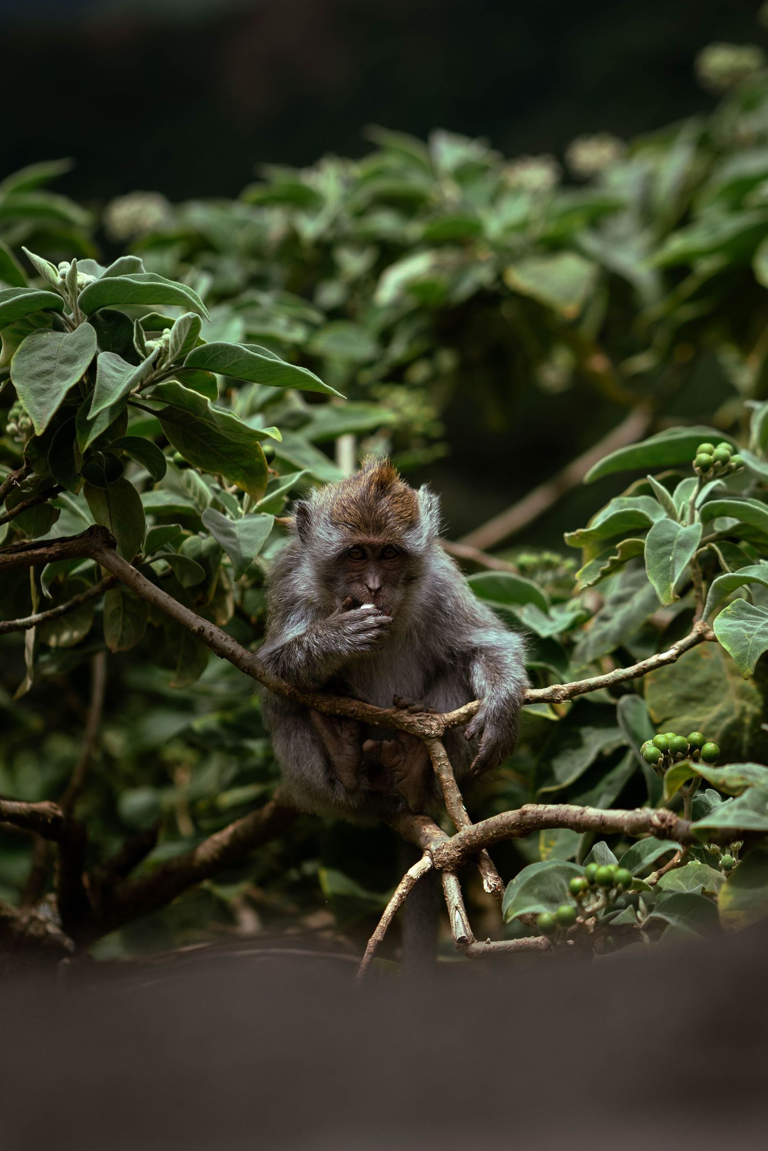 Monkeys, Lombok, Indonesia. The Tone Curve copyright