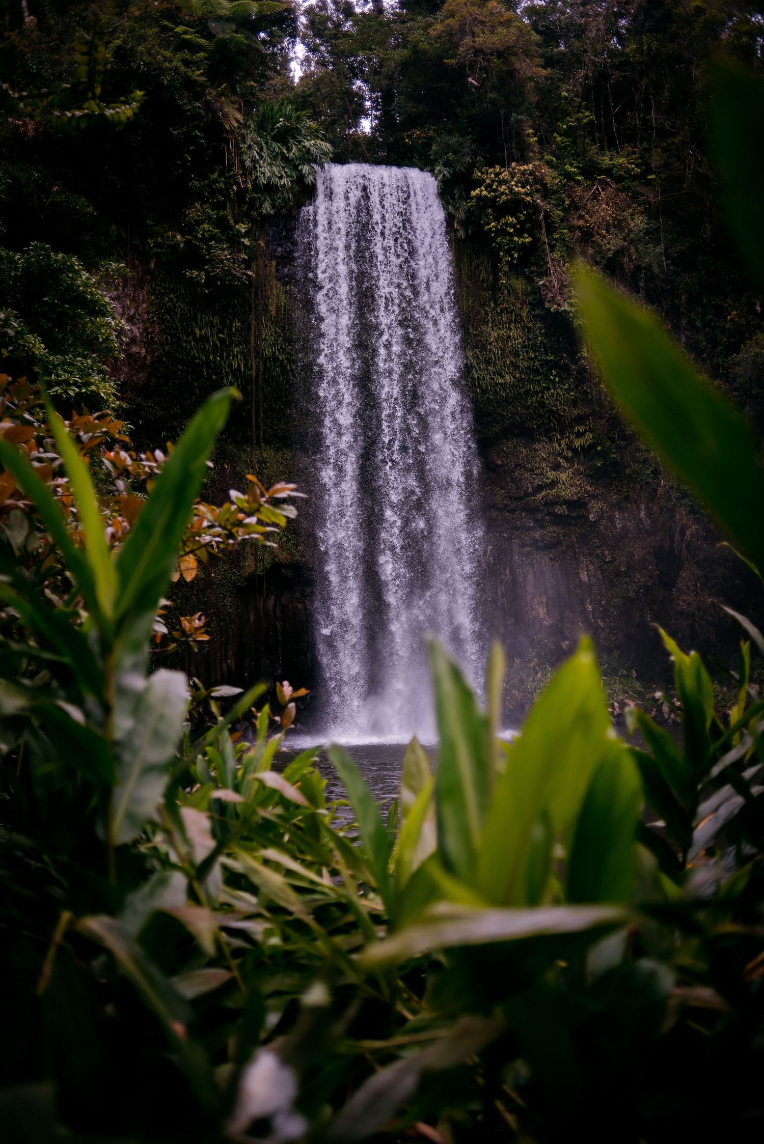 Milla Milla Falls, North QLD:- 2023
Travel photography, Australia
© 2023 Jenna Hennessy / The Tone Curve