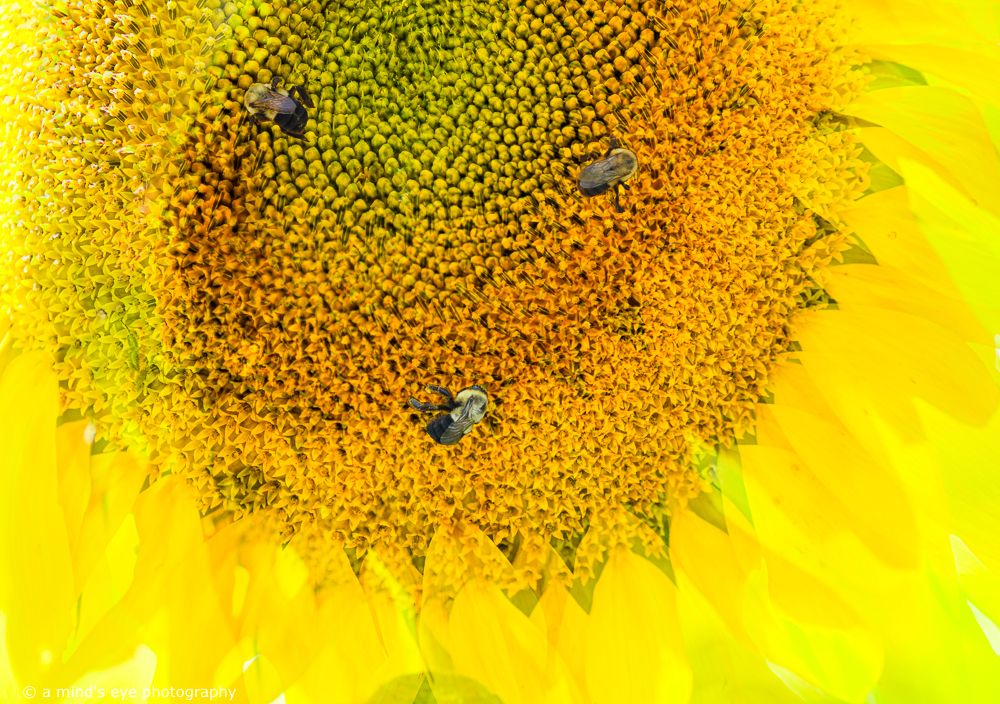 colour, photo, photography, multiple exposure, abstract, nature, sunflower, landscape, summer, plants