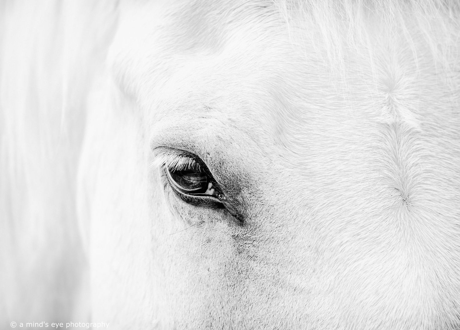 bw image, black and white photography, hose, horse heard, graphical image, horses eye, white horse,