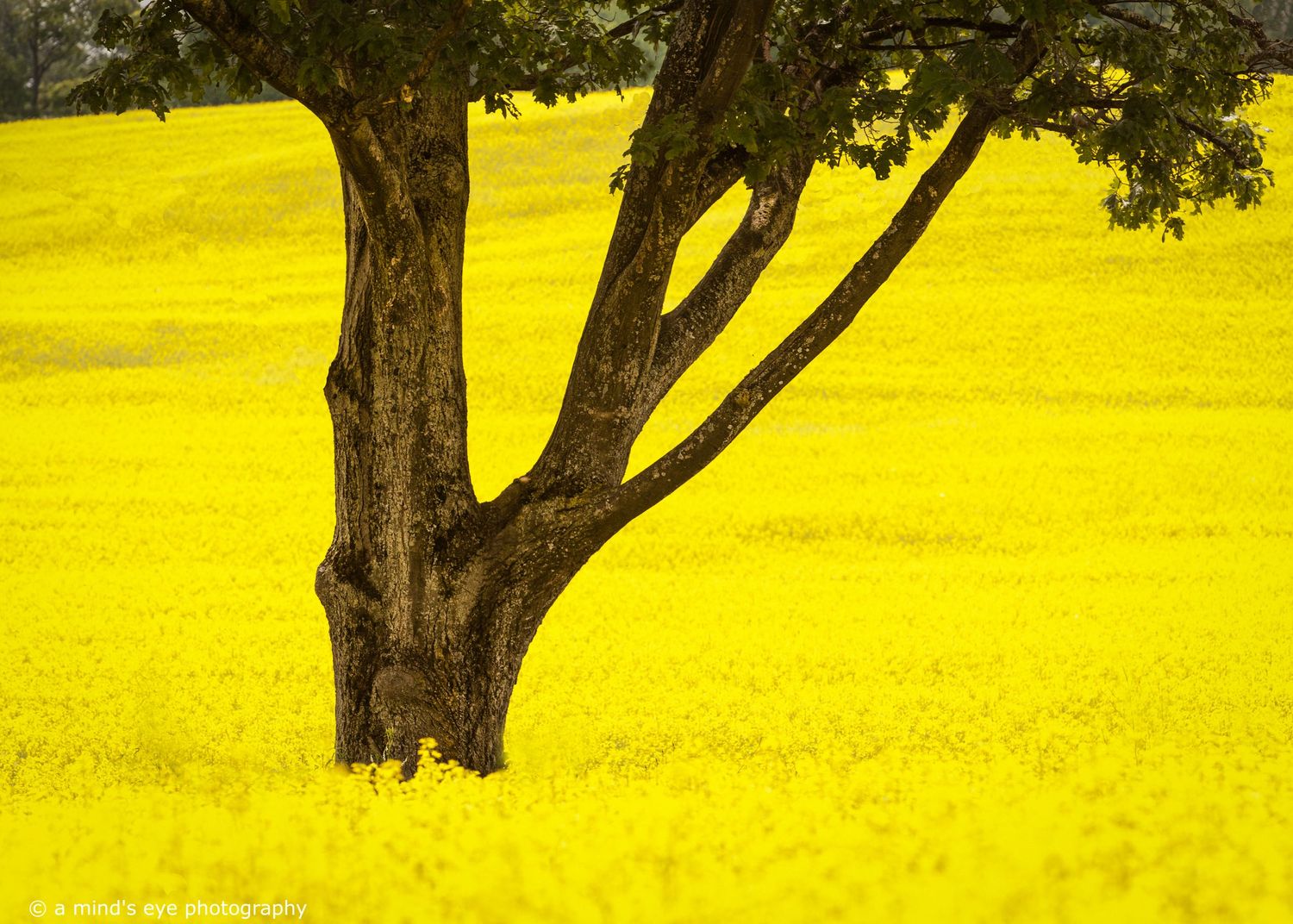 canola, canola field, tree, graphics, colour photography, colour image, yellow, fall, seasons, harvest,