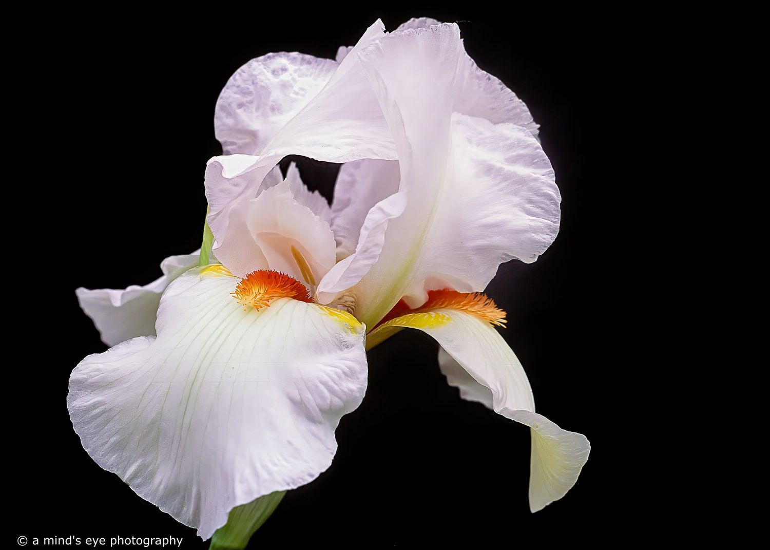 white iris, colour photography, image, light, shapes, graphical image, garden, outdoors, bloom, flower, texture,