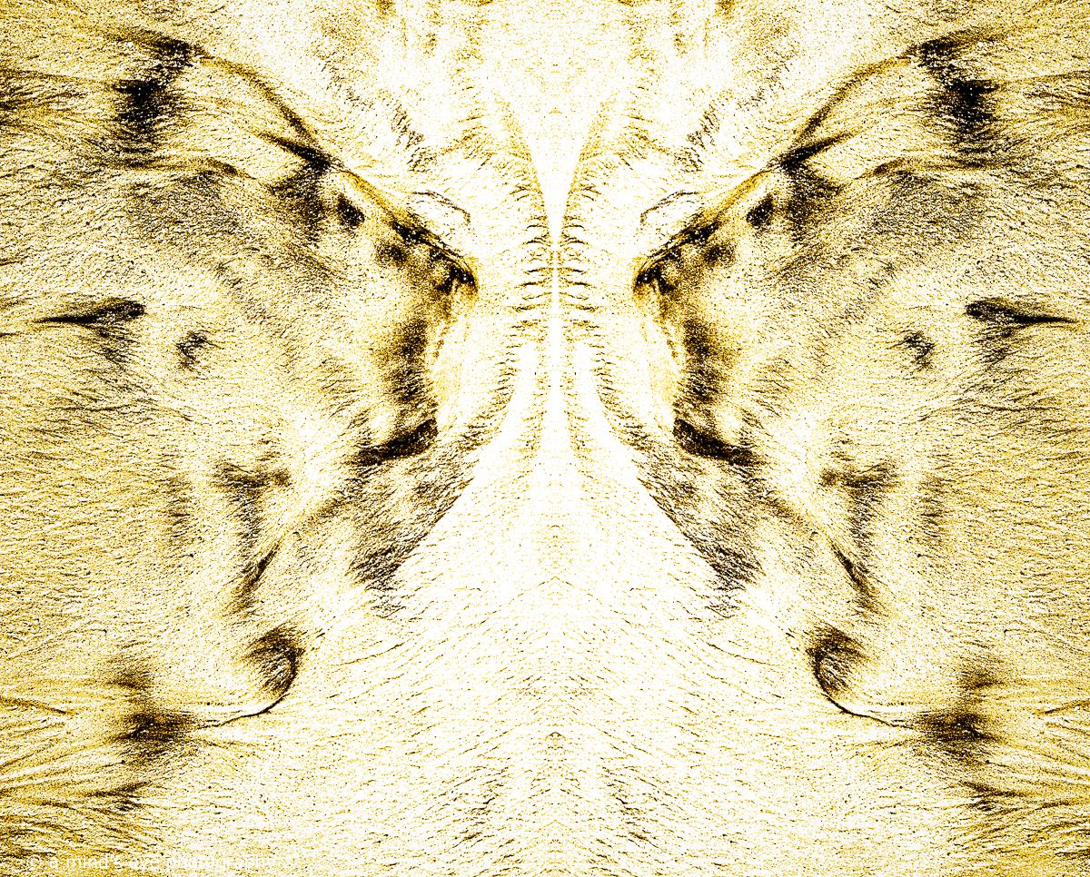 colour, photo, photography, abstract, symmetrical, symmetry, shapes, graphic, graphical image, strange, different, creative