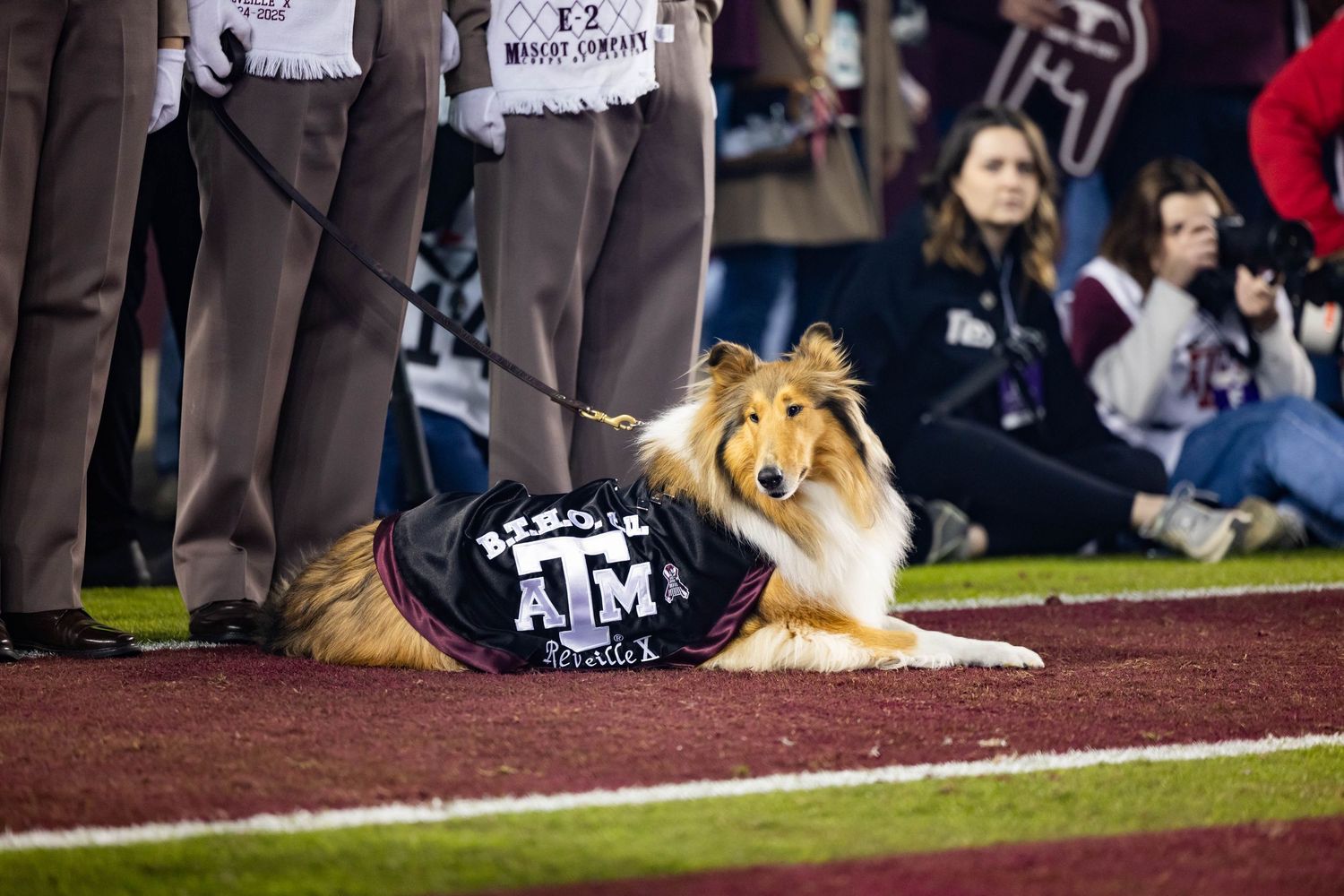 Reveille X on the sideline during the TAMU vs tu football game