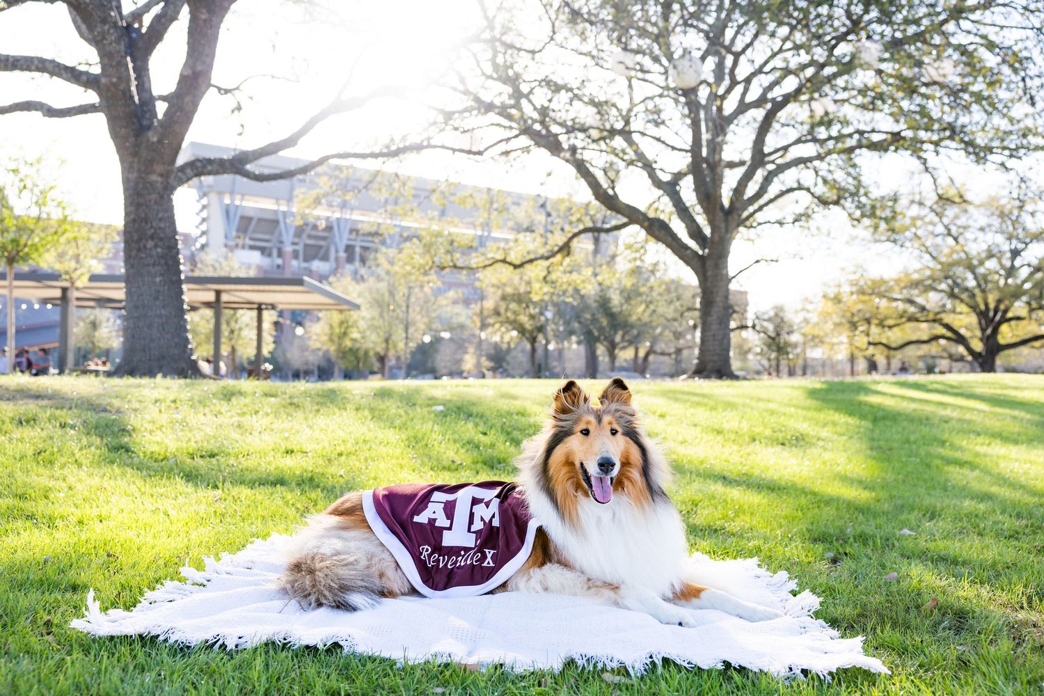 Reveille X in Aggie Park