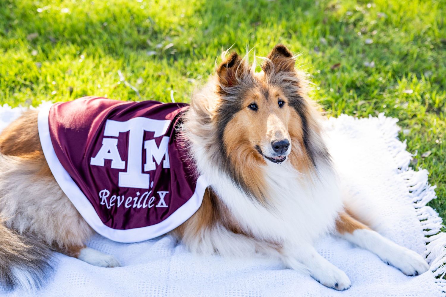Reveille X in Aggie Park