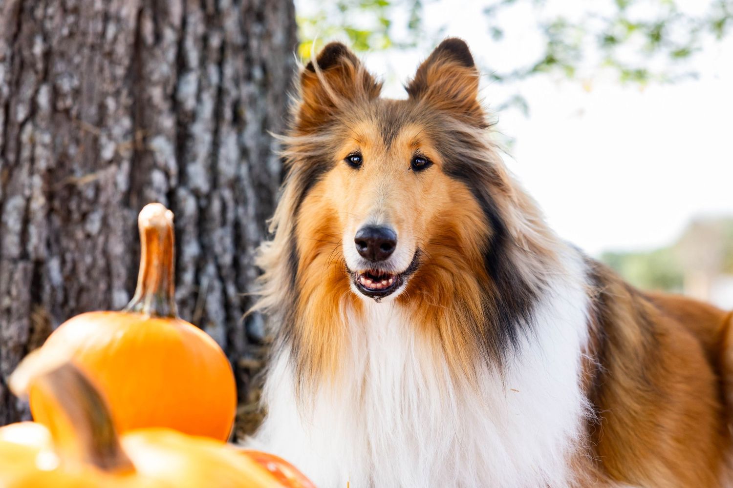 Reveille X at a pumpkin patch