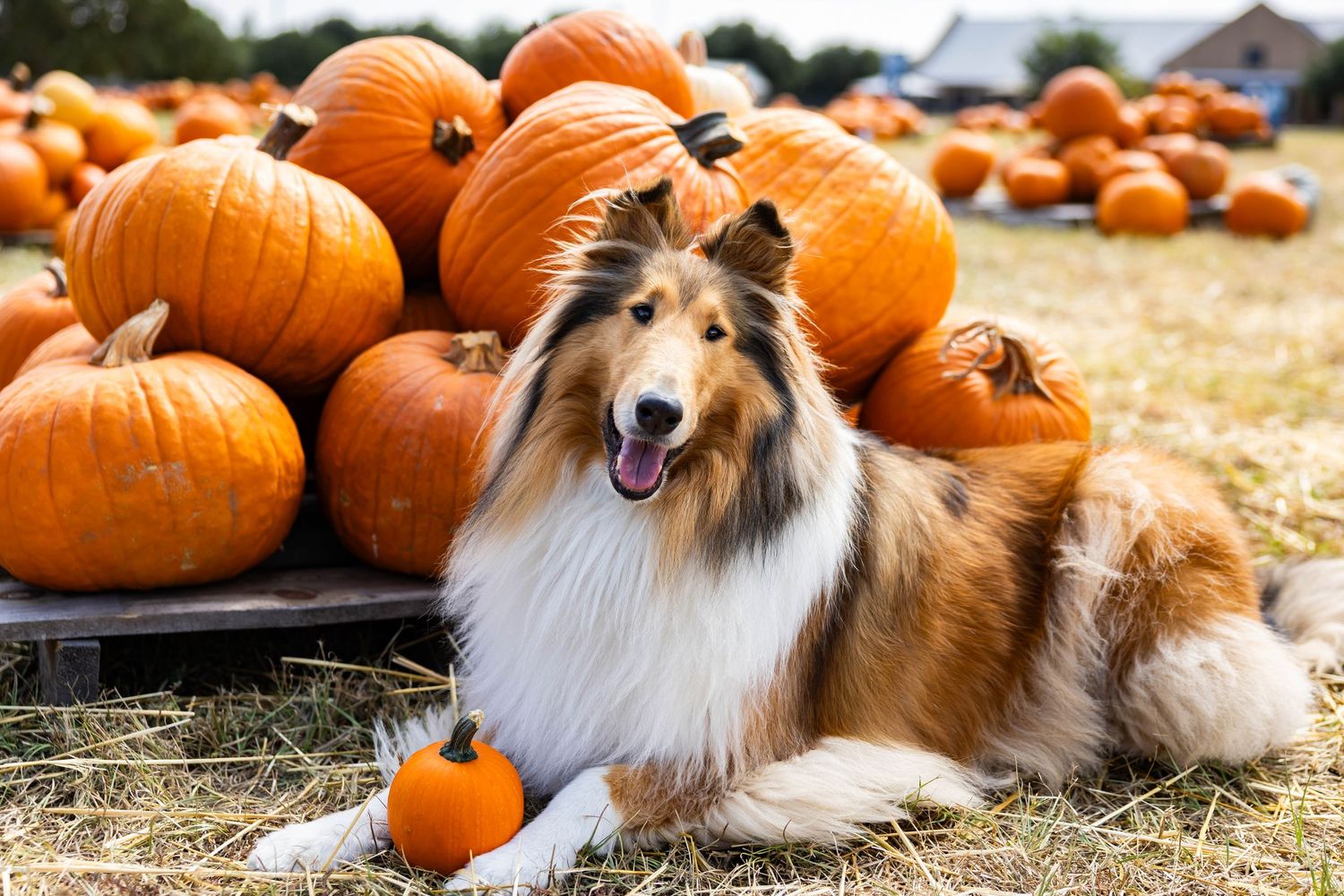 Reveille X at a pumpkin patch