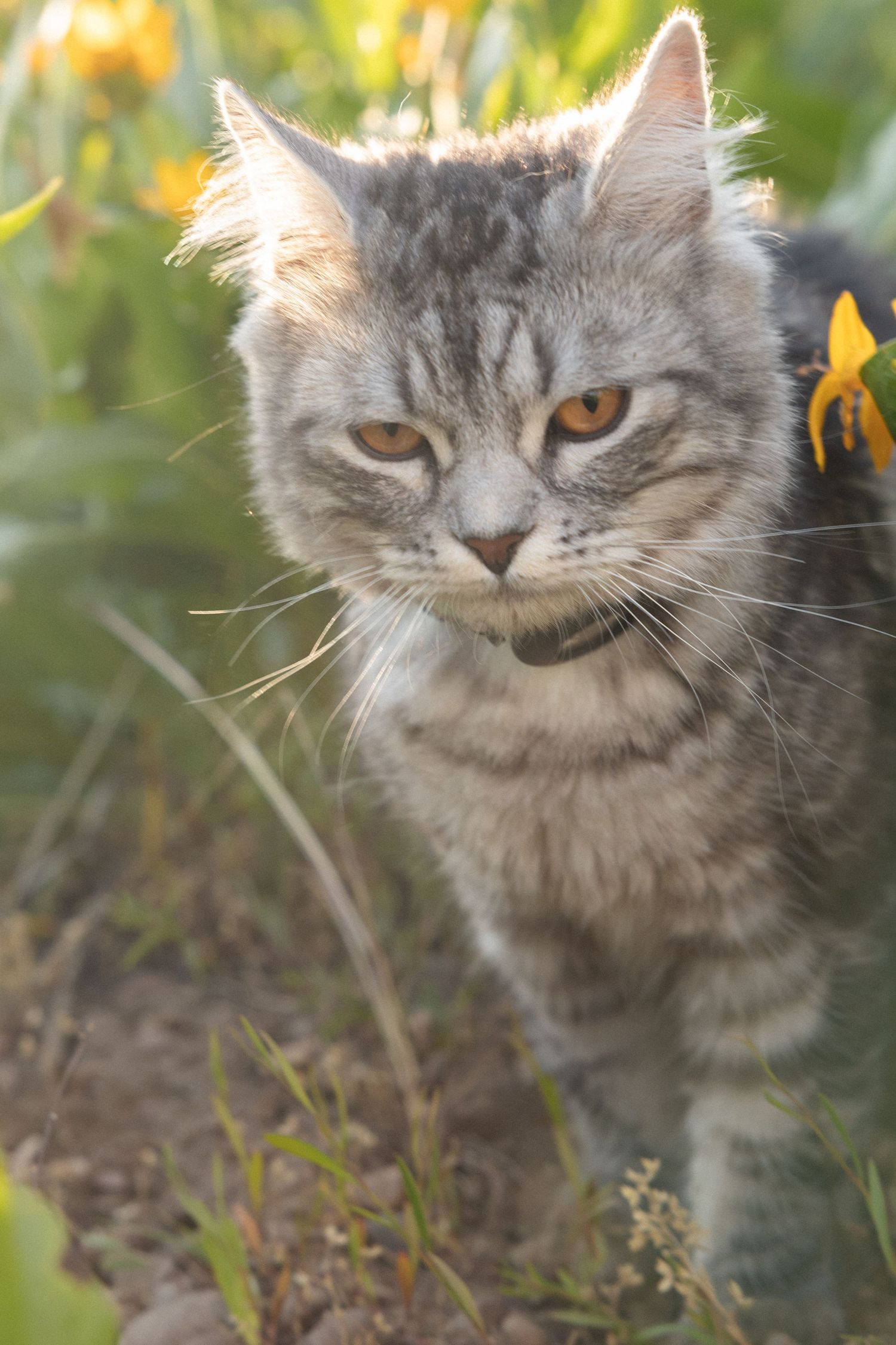 A photo of a cat in frolicking in a field of wild flowers.
