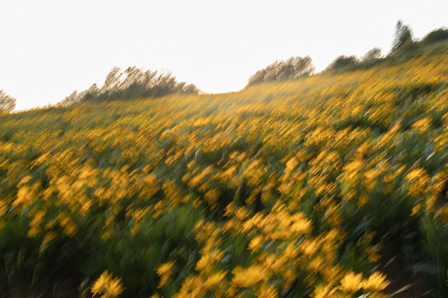 A blurry sunset photo in a field of Utah wild flowers.