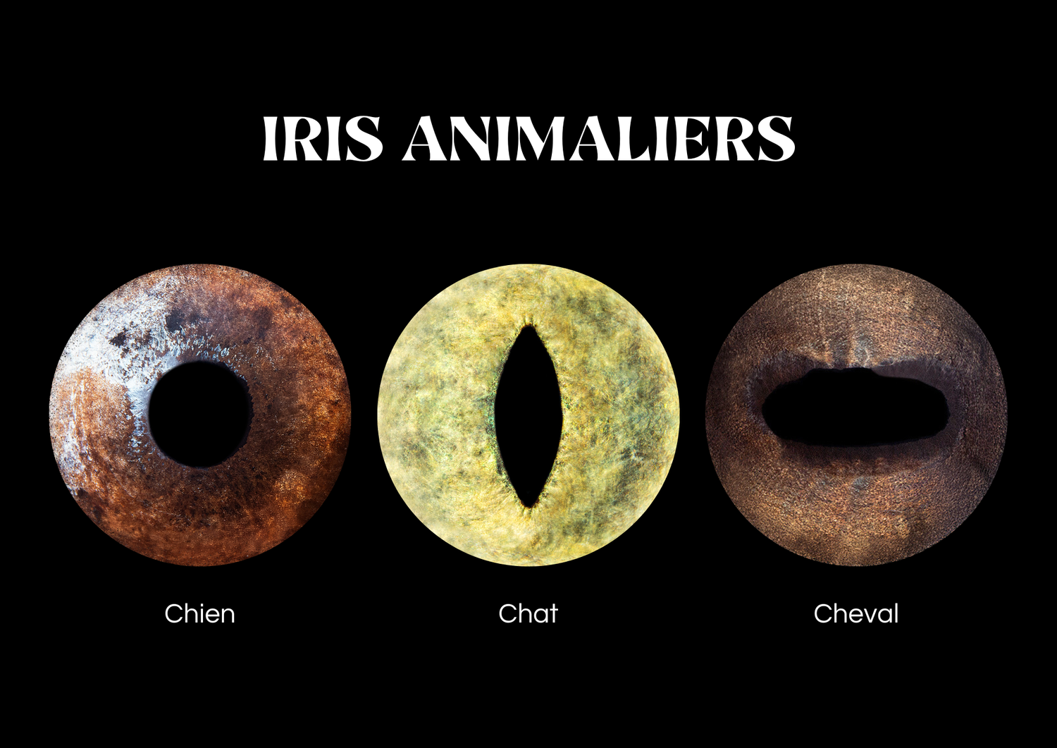 Photographe iris animalier : Chien - Chat - Chevaux, dans l'Hérault, entre Béziers et Pézenas