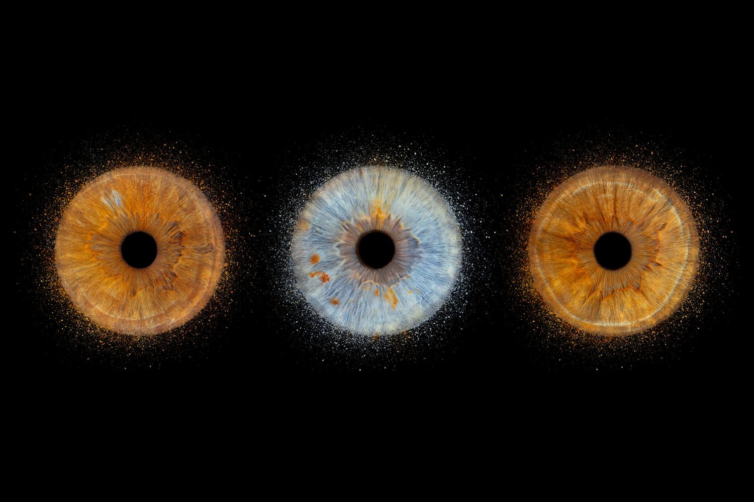 3 iris frère et soeur - Photographe d'iris humain et animalier dans le Sud de la France, dans l'Hérault, entre Béziers et Pézenas