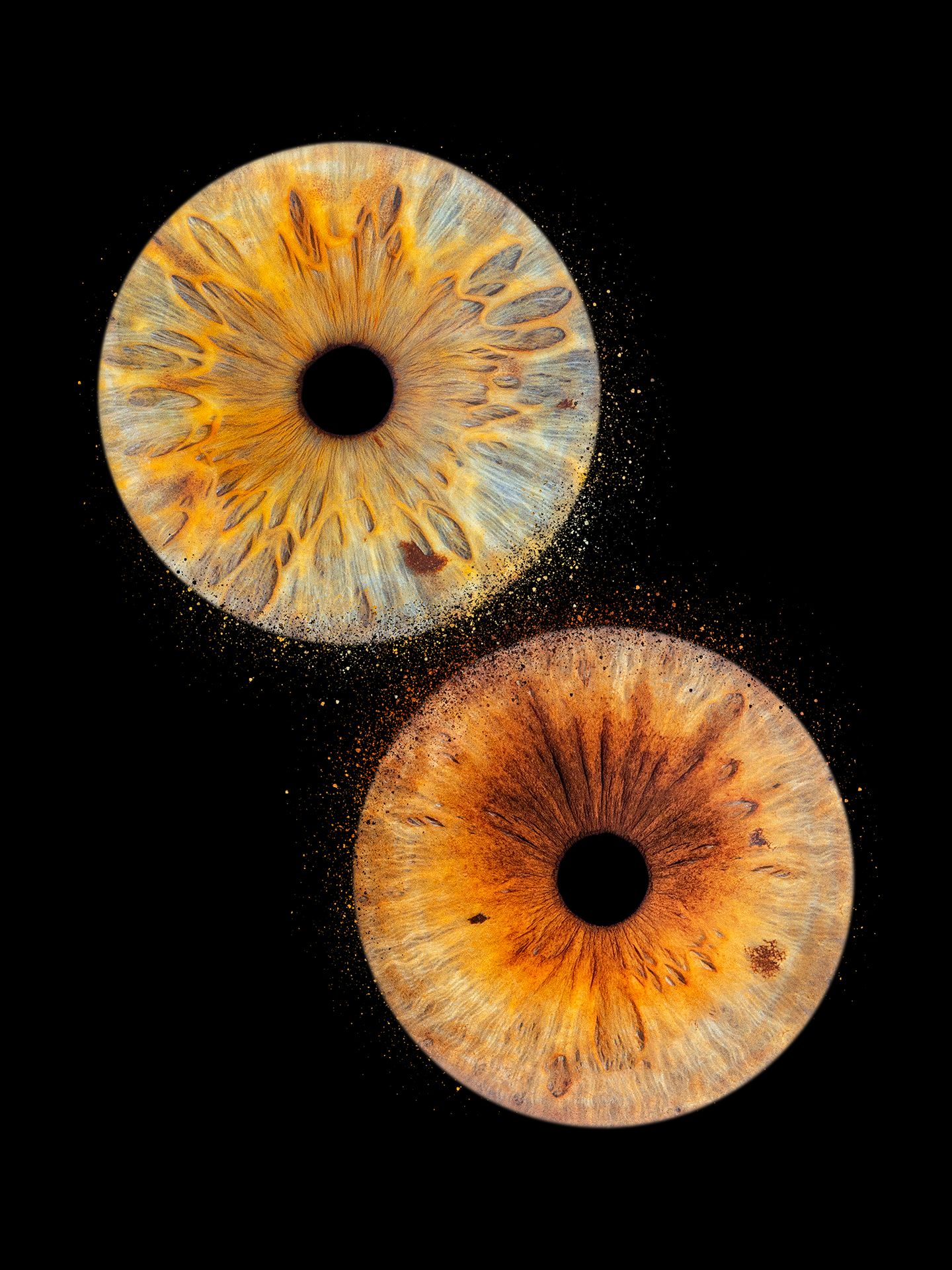 2 iris couple - Photographe d'iris humain et animalier dans le Sud de la France, dans l'Hérault, entre Béziers et Pézenas