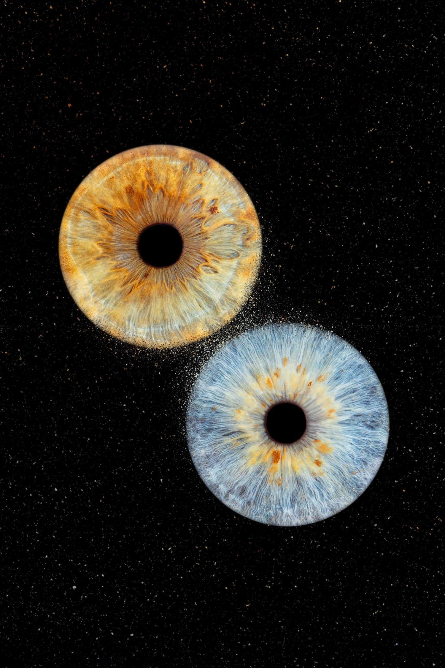 2 iris couple - Photographe d'iris humain et animalier dans le Sud de la France, dans l'Hérault, entre Béziers et Pézenas