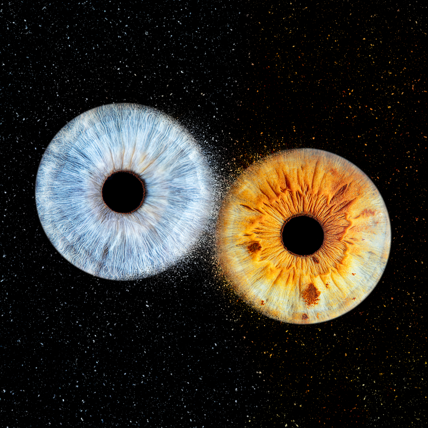 2 iris couple - Photographe d'iris humain et animalier dans le Sud de la France, dans l'Hérault, entre Béziers et Pézenas