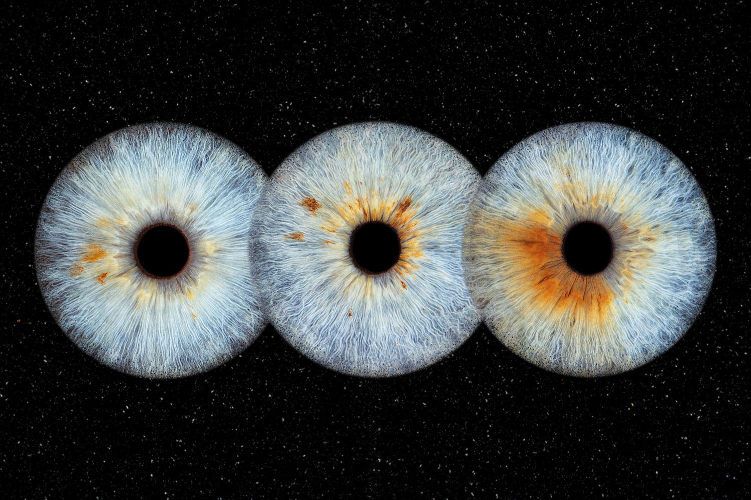 3 iris famille - Photographe d'iris humain et animalier dans le Sud de la France, dans l'Hérault, entre Béziers et Pézenas