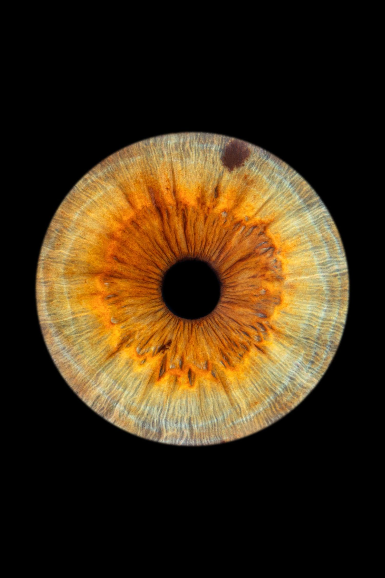 iris seul - Photographe d'iris humain et animalier dans le Sud de la France, dans l'Hérault, entre Béziers et Pézenas