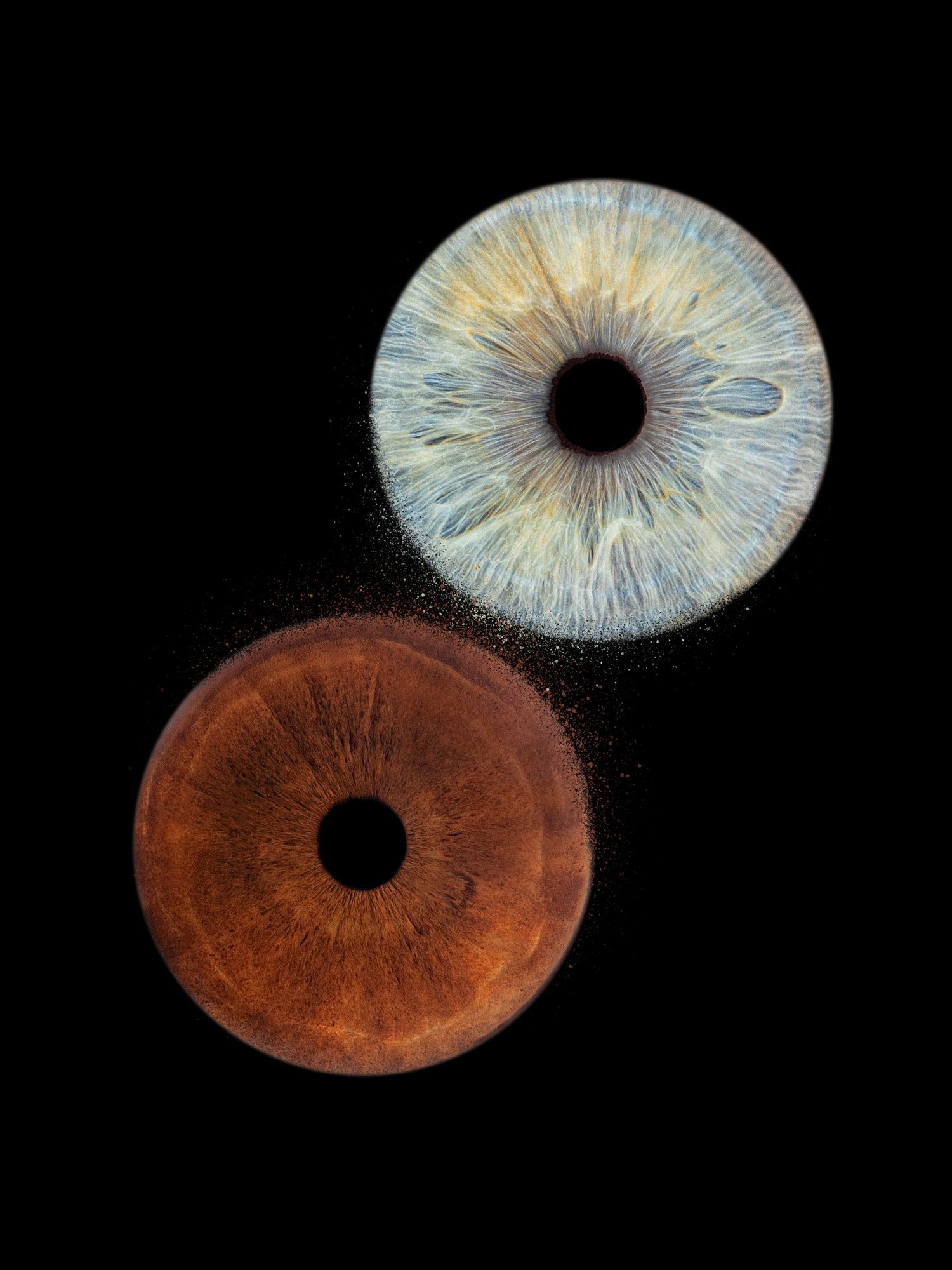 2 iris couple - Photographe d'iris humain et animalier dans le Sud de la France, dans l'Hérault, entre Béziers et Pézenas