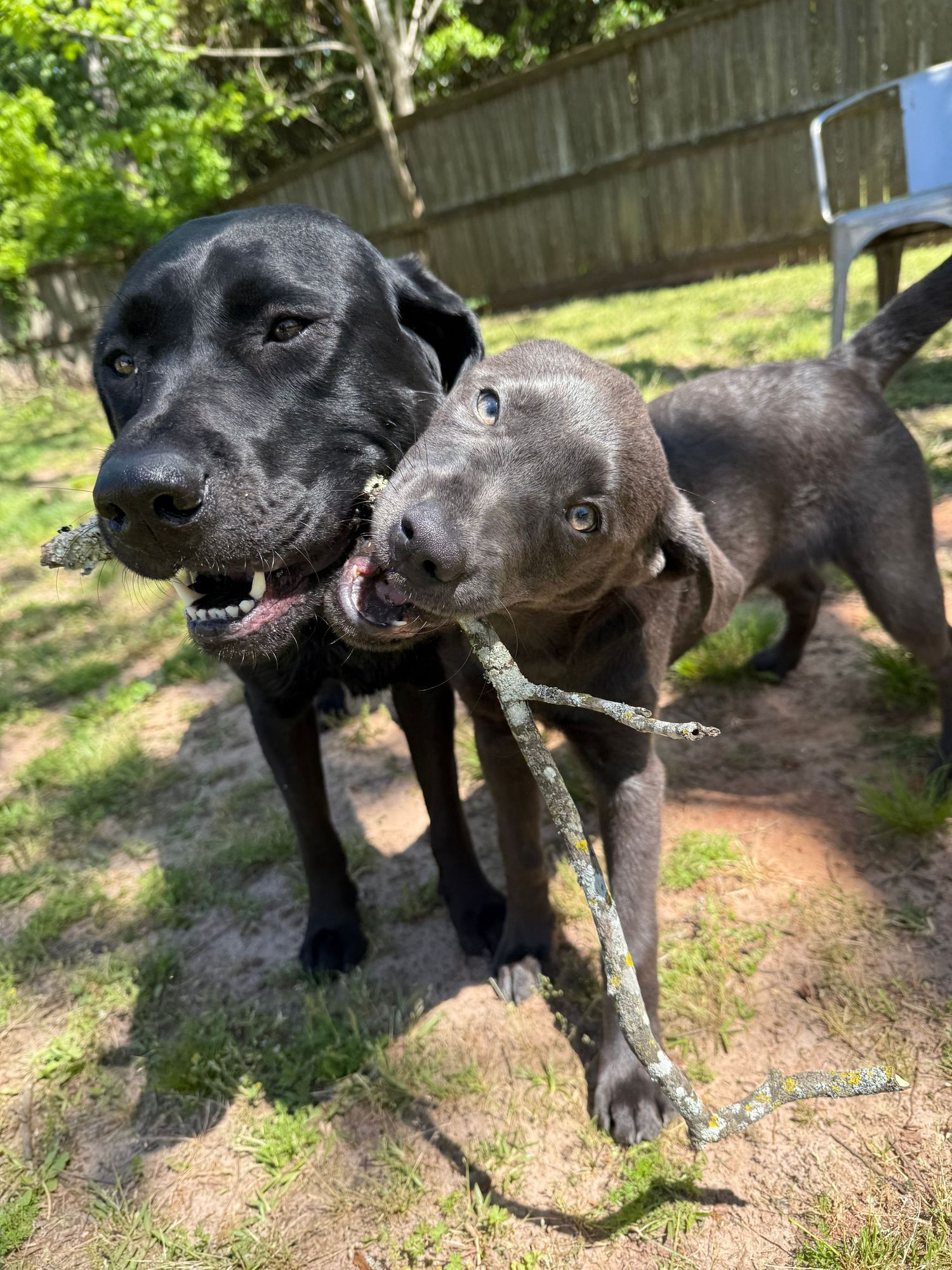 Two black dogs sharing stick while playing together in backyard.