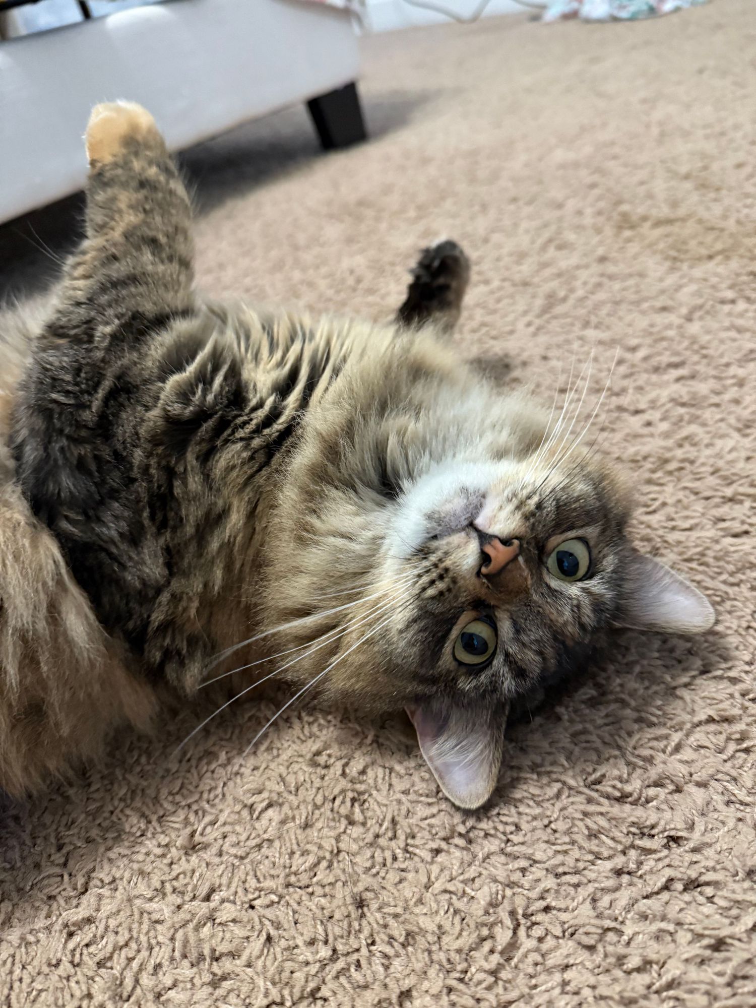 Playful tabby cat lying upside down on carpet looking at camera.